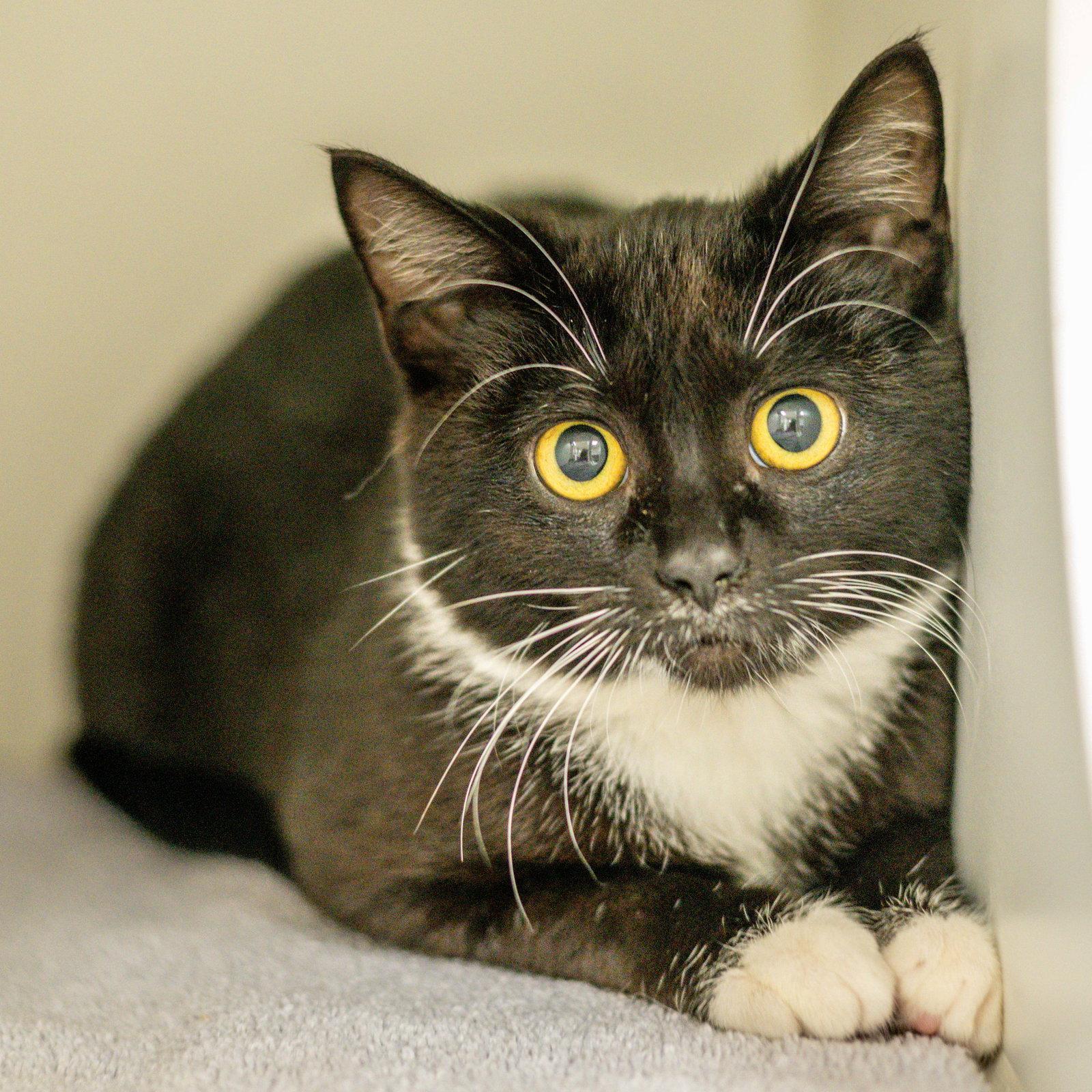 April, Adopted, Kitten Female Domestic Short Hair.