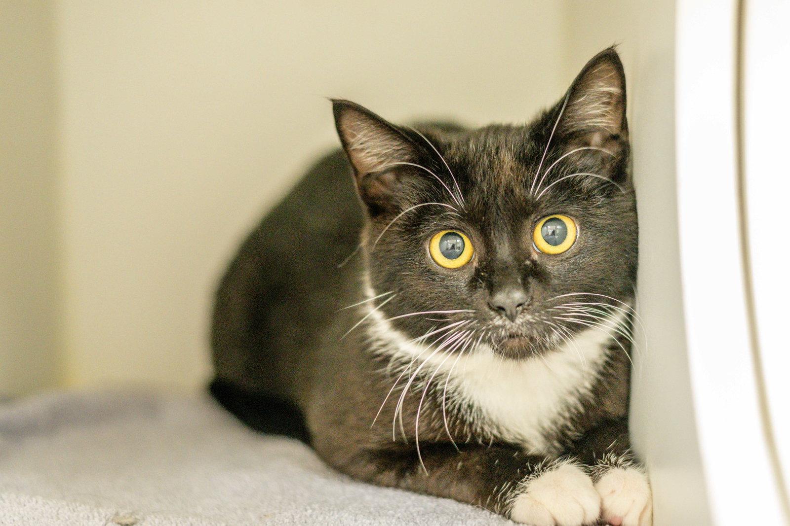 Enlarge April, a Adopted Domestic Short Hair in Hilton Head Island, SC image 2/2