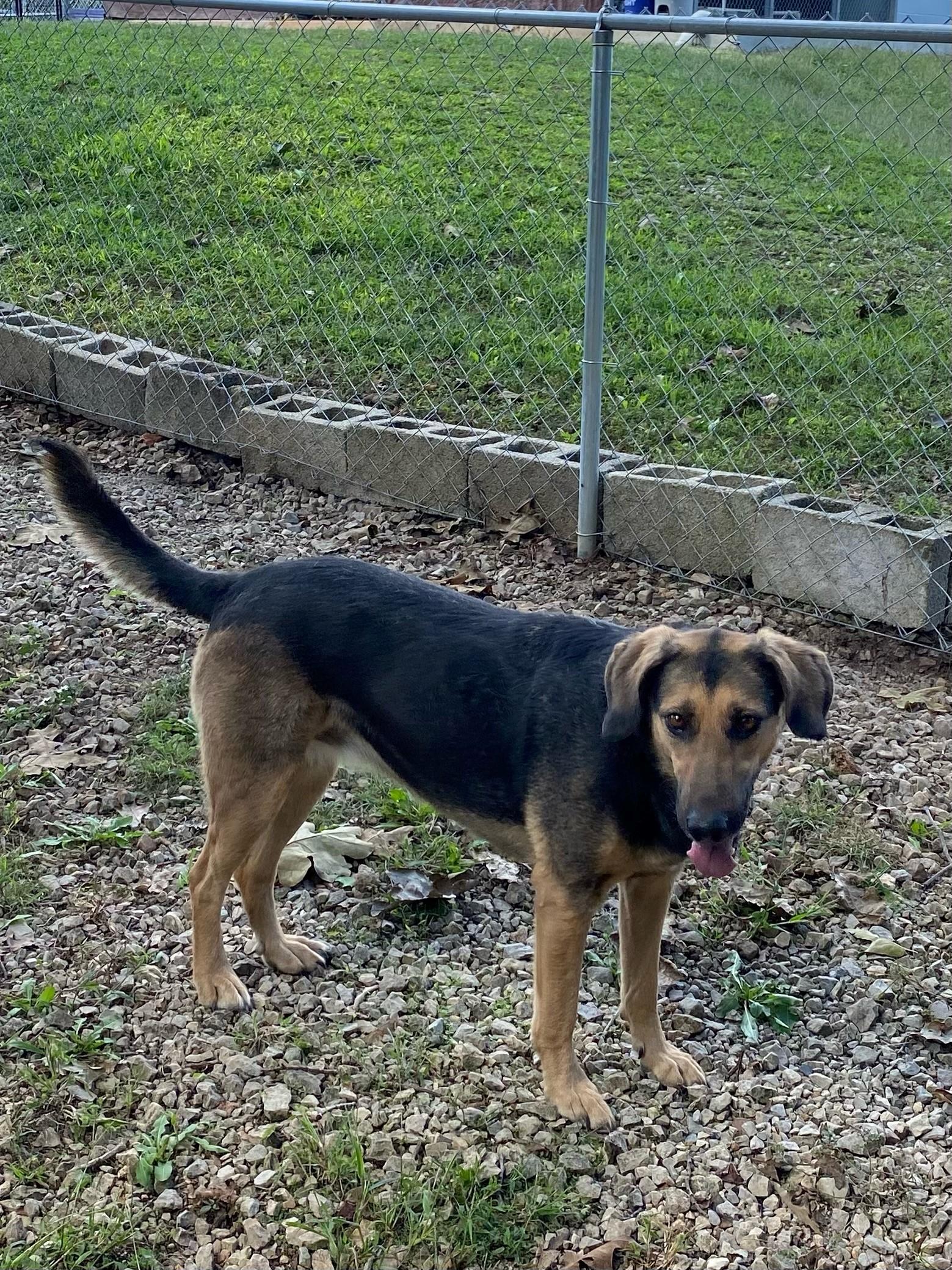 Enlarge Sugar Ray, a Adoptable Shepherd in Mountain Home, AR image 1/1