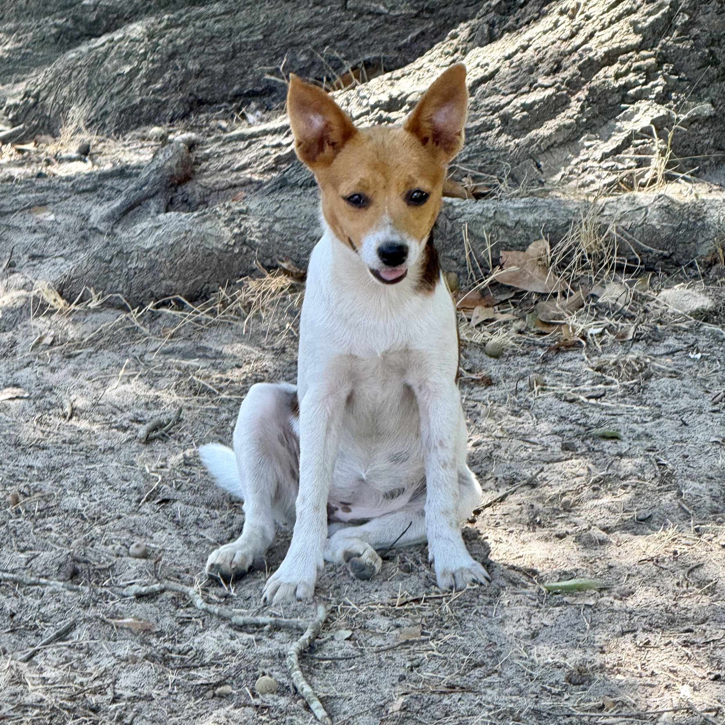 Enlarge Pippa, a Adoptable mixed breed in Boston, MA image 5/6