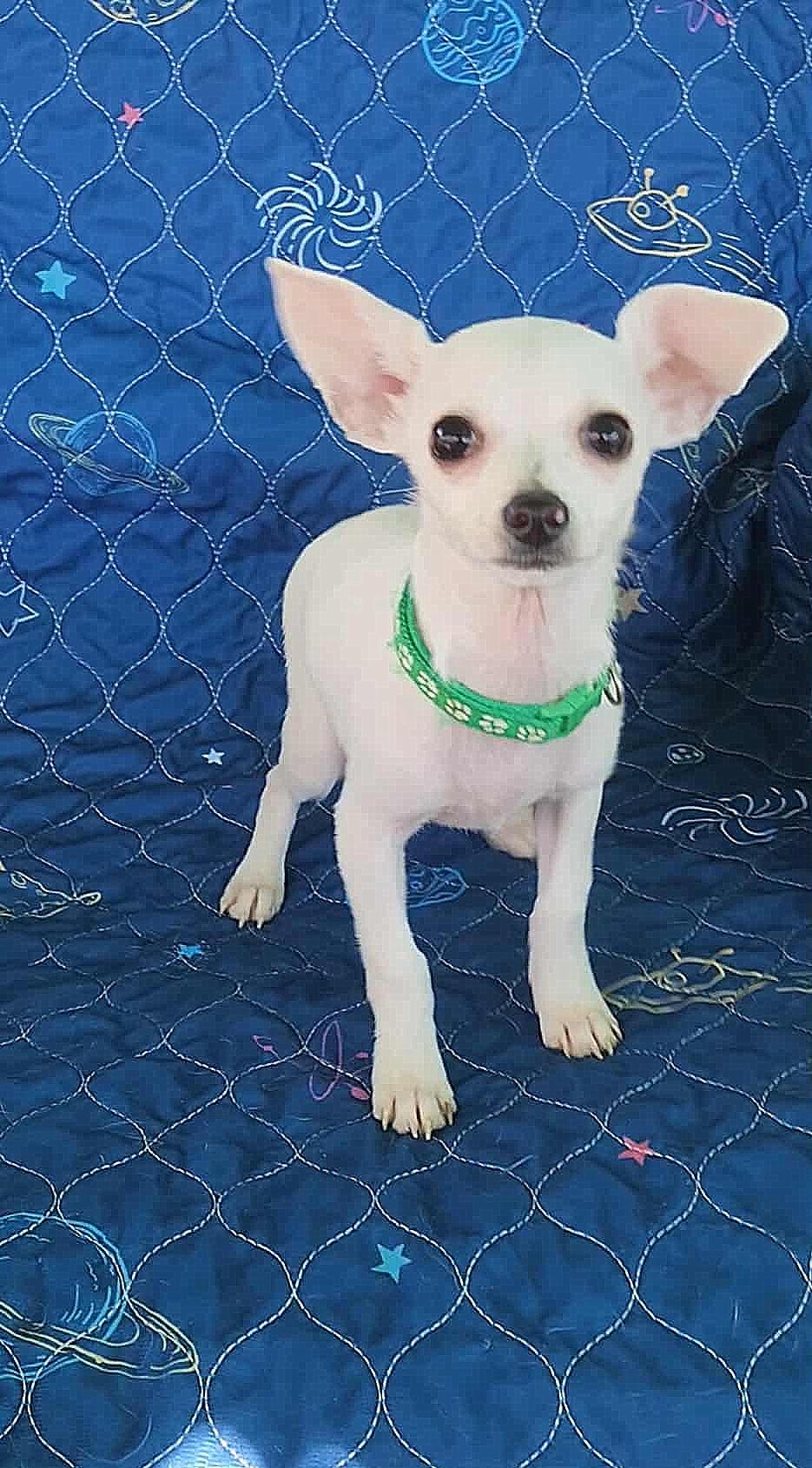 Enlarge Peanut, an adopted Chihuahua in Yuba City, CA image 2/3