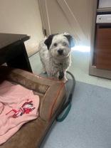 Milo, ADOPTABLE, Adult Male Poodle.