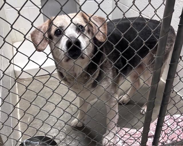BOWSER, Adoptable, Senior Male Labrador Retriever & Mixed Breed.