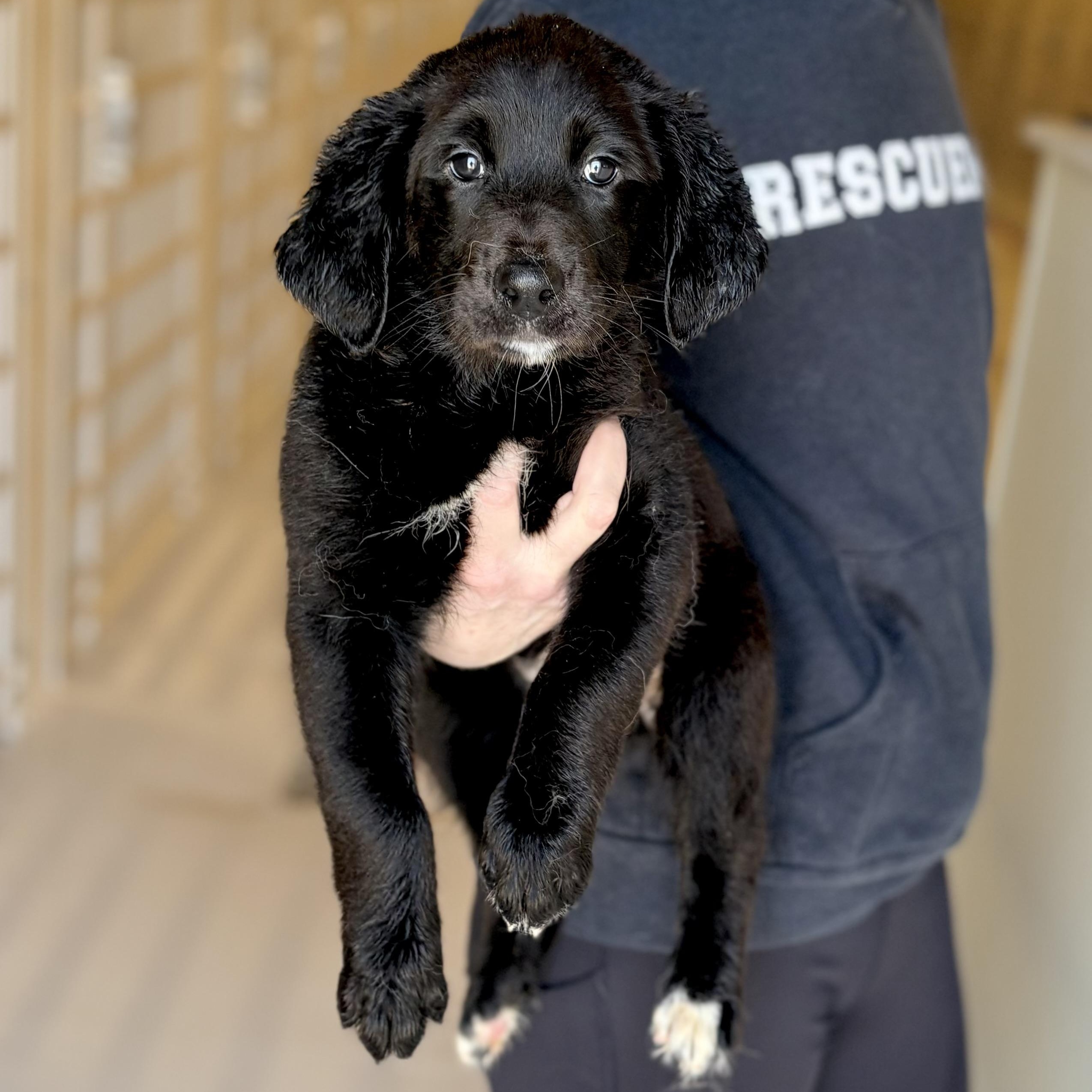 Enlarge Kerry, an adopted Shepherd in Chicago, IL image 1/1