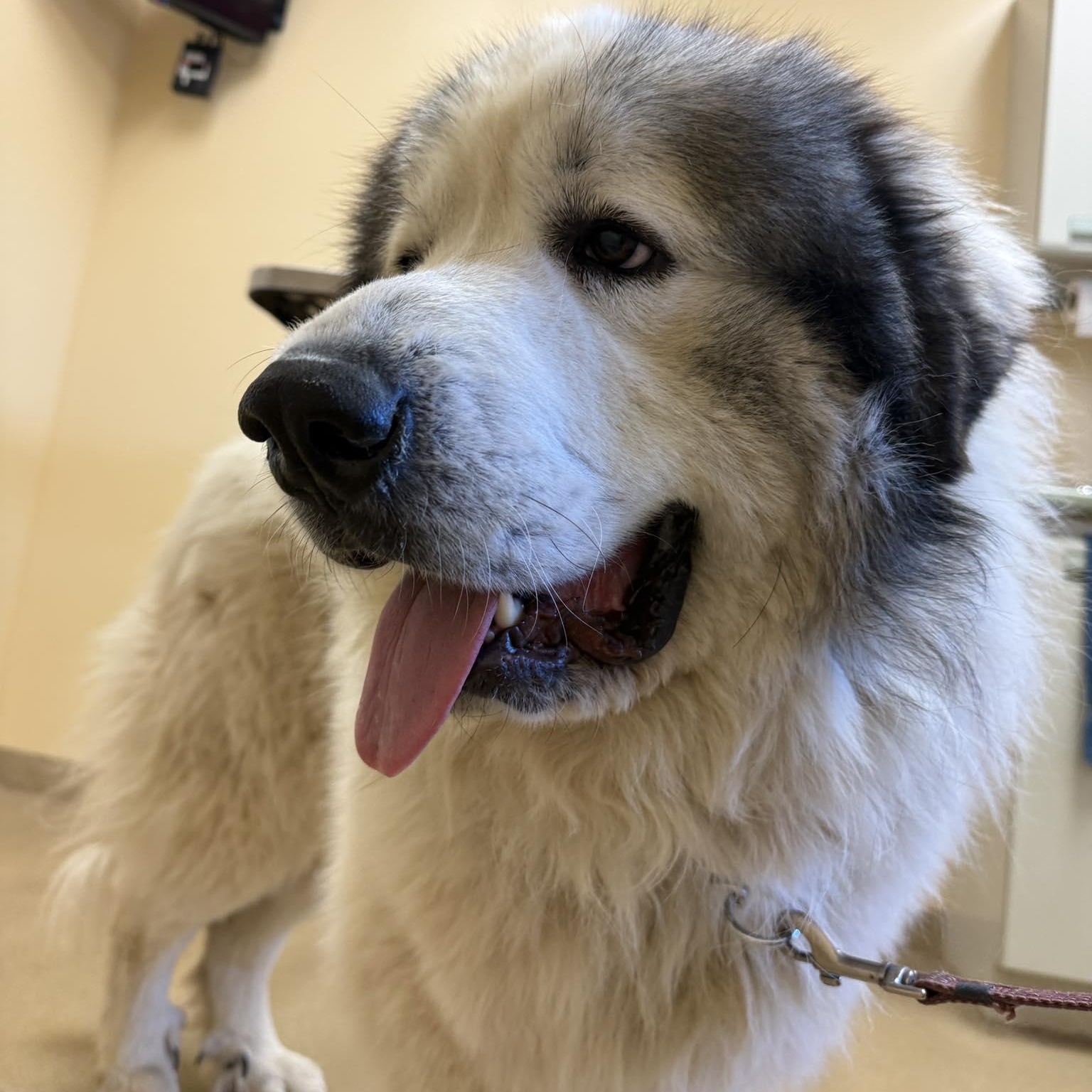 Enlarge MAGNUS- BAINBRIDGE PA, a ADOPTABLE mixed breed in  GLENSHAW, PA image 1/1