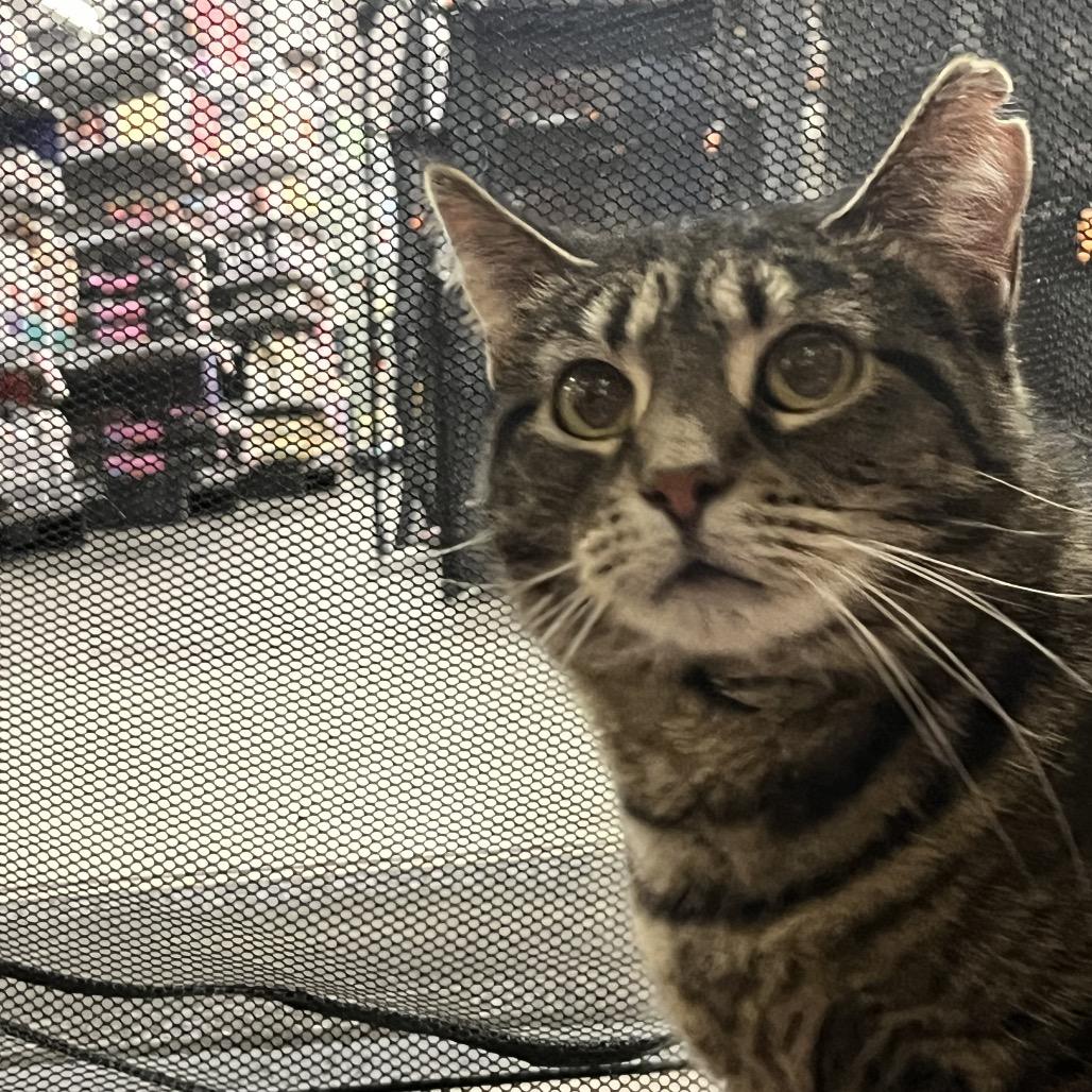 Millie — thumbnail 2