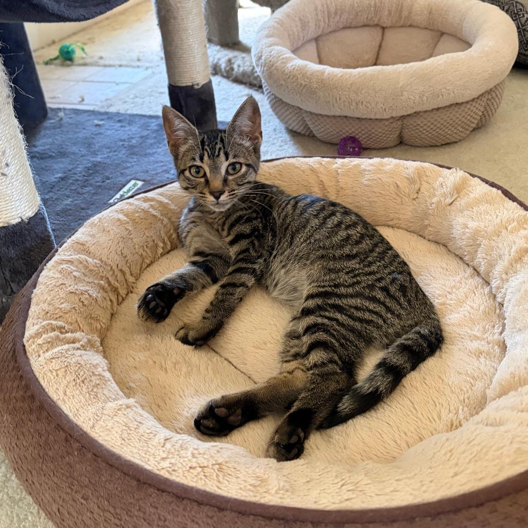 Enlarge Chase, a Adoptable Domestic Short Hair in Winston Salem, NC image 1/1