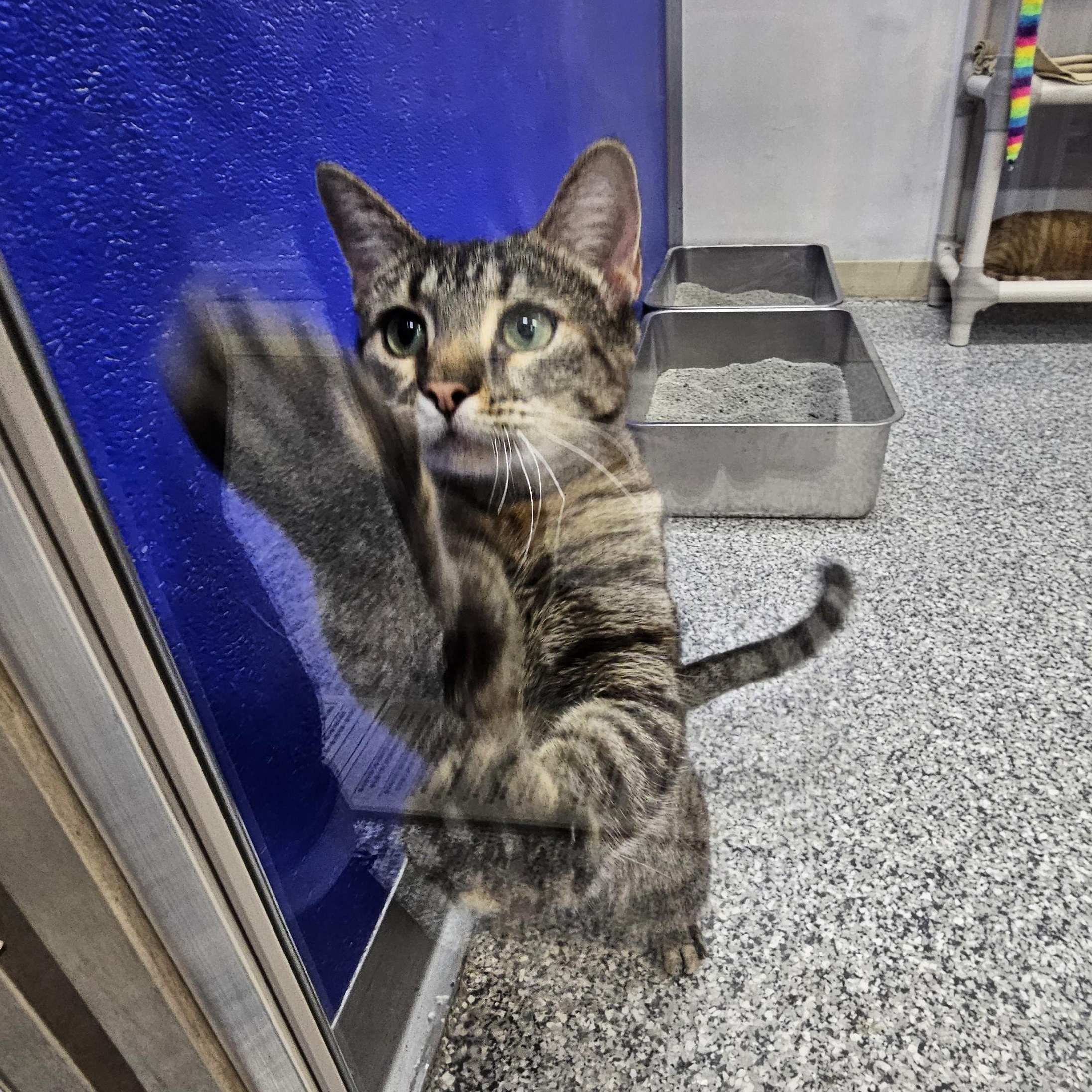 Enlarge Coco, a Adoptable Tabby in Dunkirk, NY image 2/2
