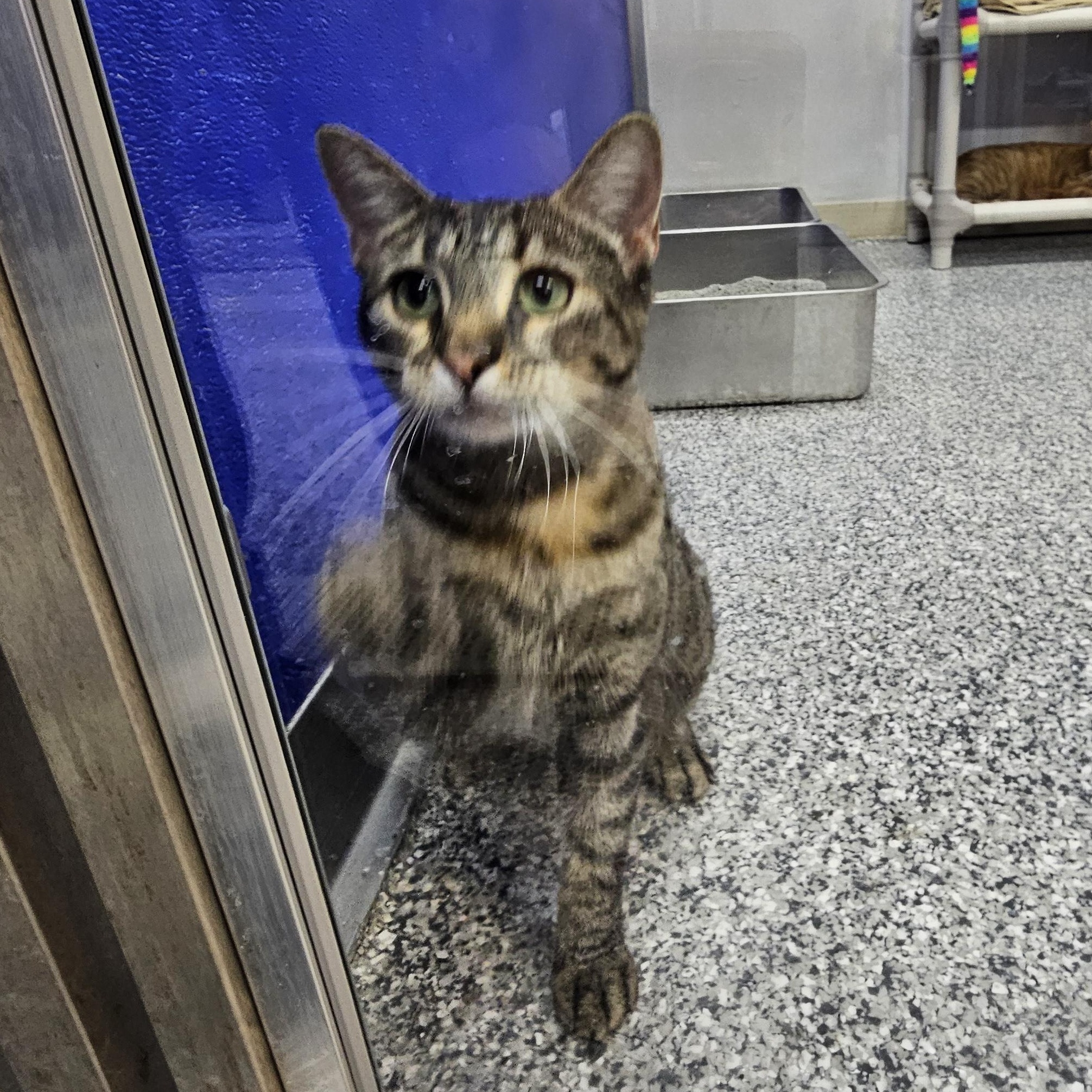 Coco, Adoptable, Adult Female Tabby.