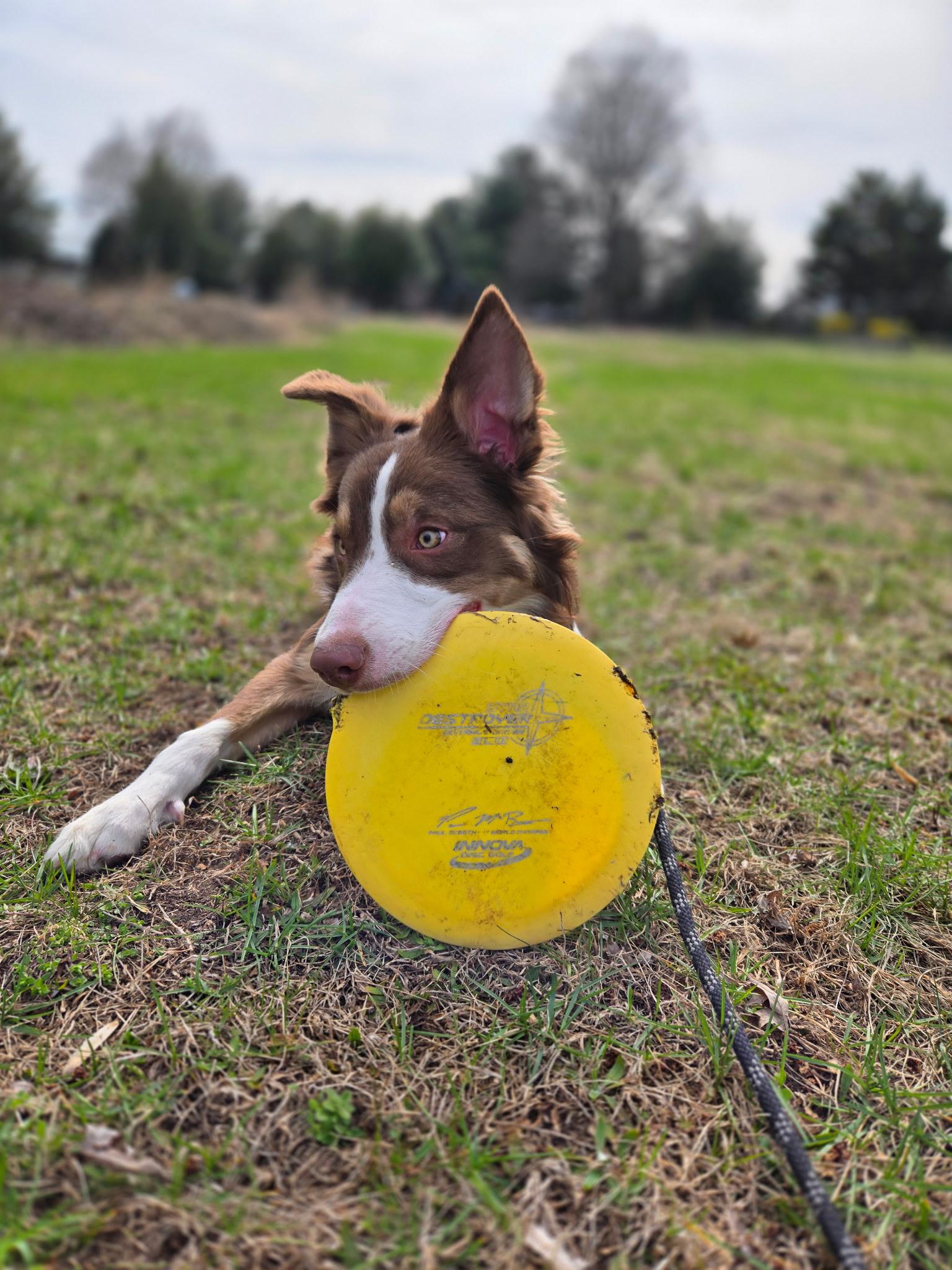 Enlarge Buzz, a ADOPTABLE mixed breed in Medford, NJ image 2/5