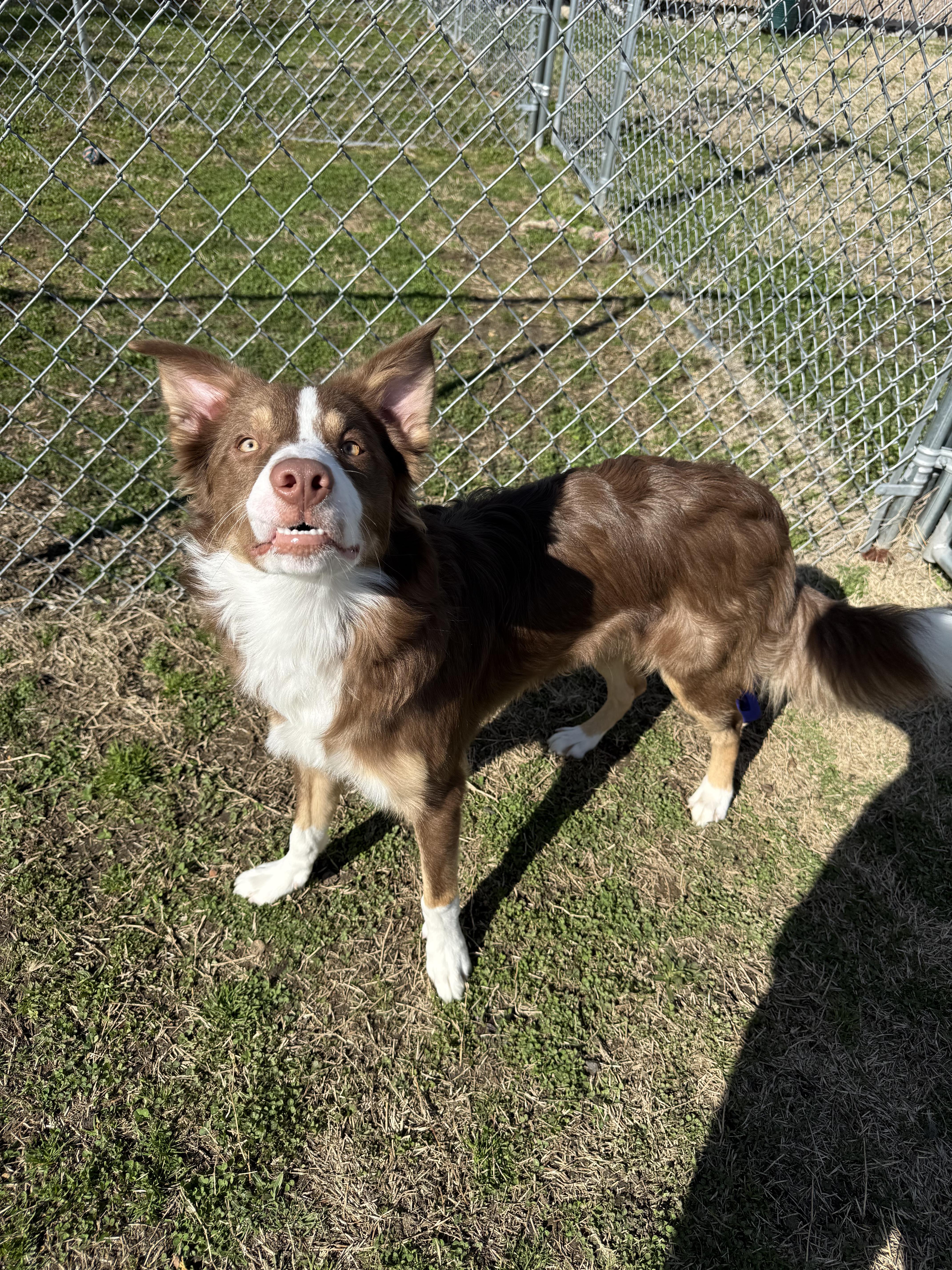 Enlarge Buzz, a ADOPTABLE mixed breed in Medford, NJ image 4/5