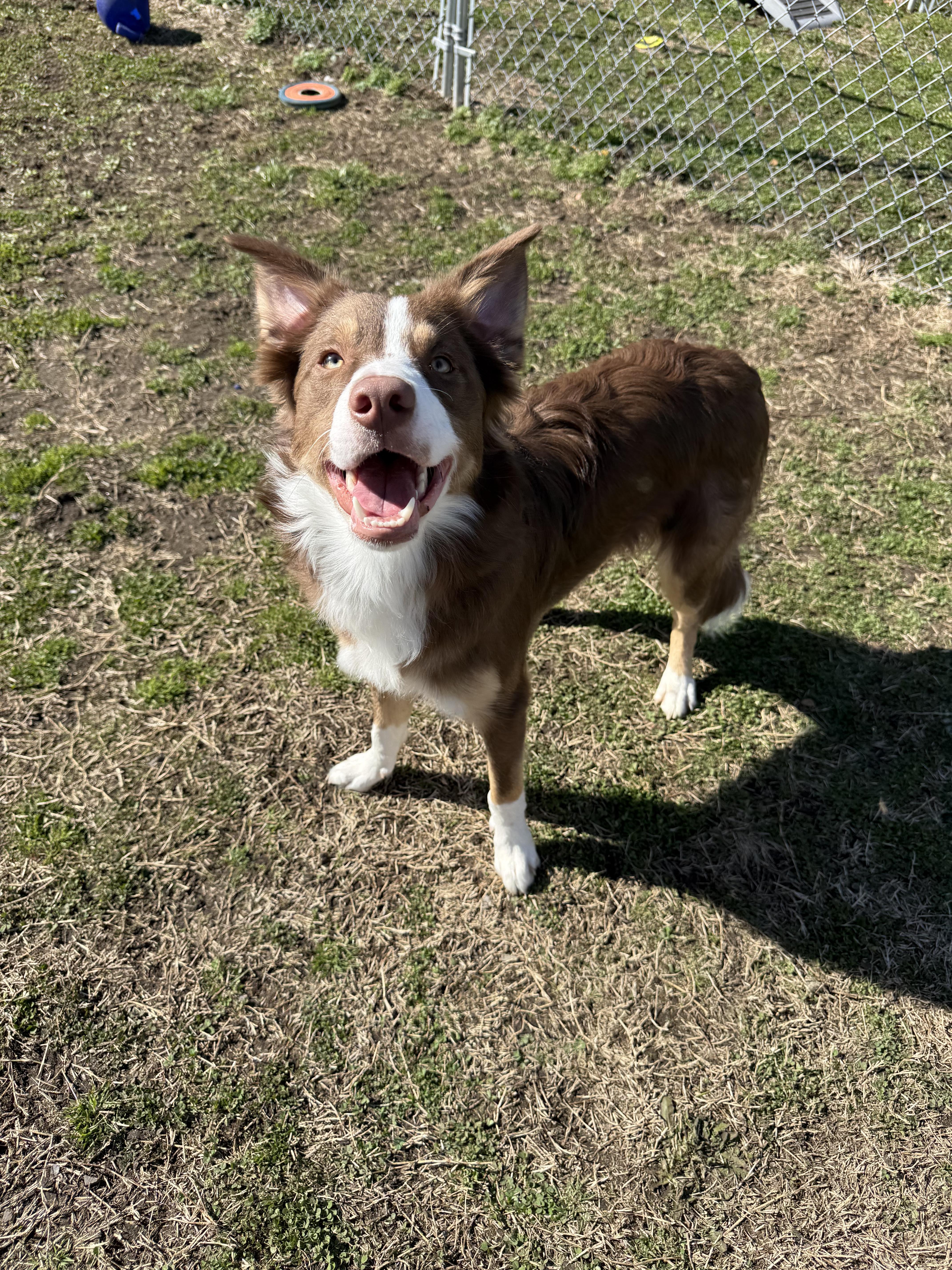 Buzz, ADOPTABLE, Young Male Border Collie.