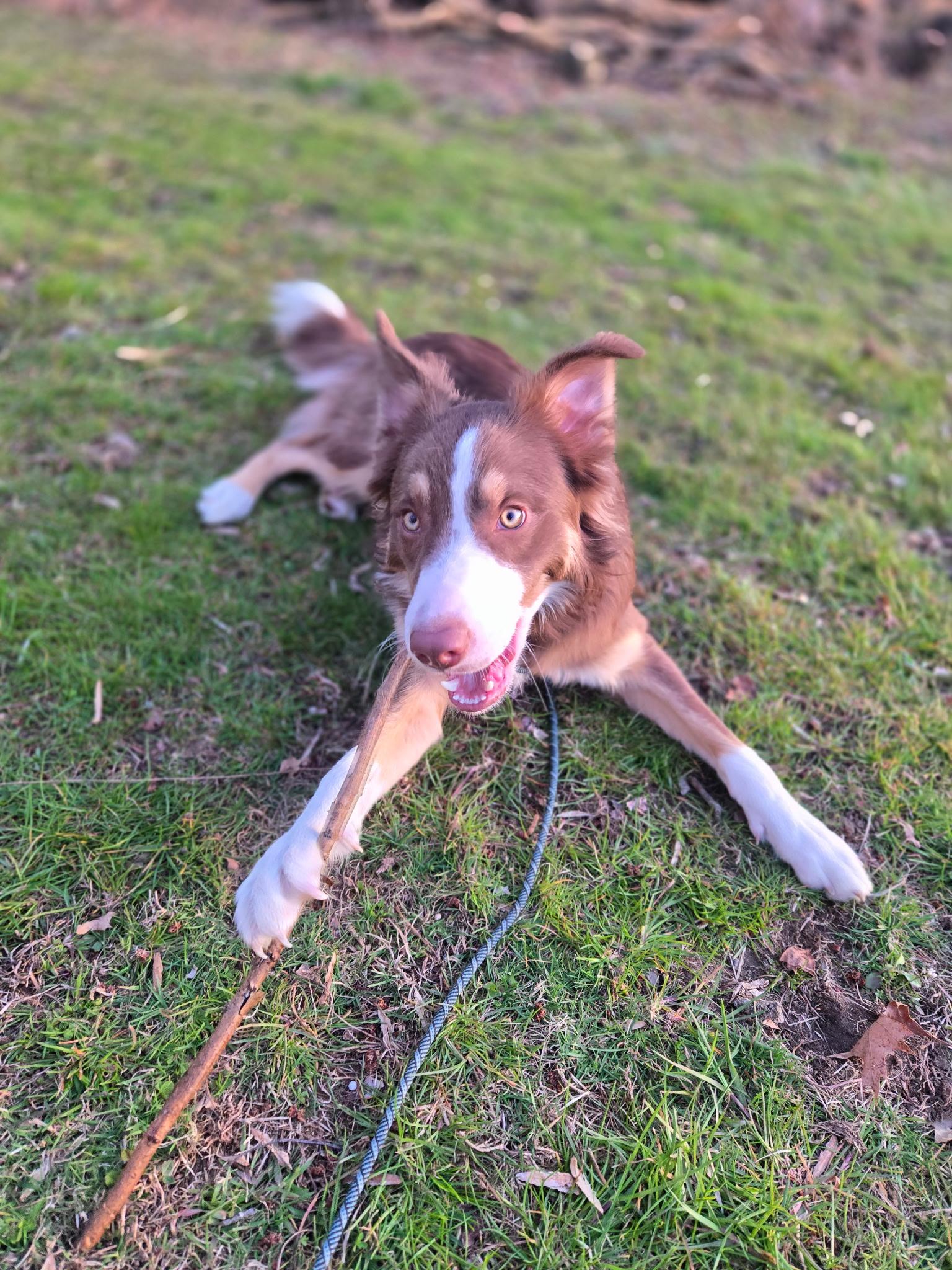 Enlarge Buzz, a ADOPTABLE mixed breed in Medford, NJ image 5/5