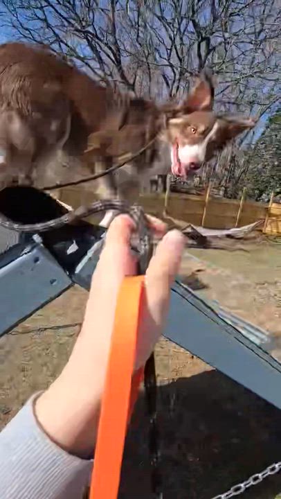 Enlarge Buzz, a ADOPTABLE mixed breed in Medford, NJ video 3/5