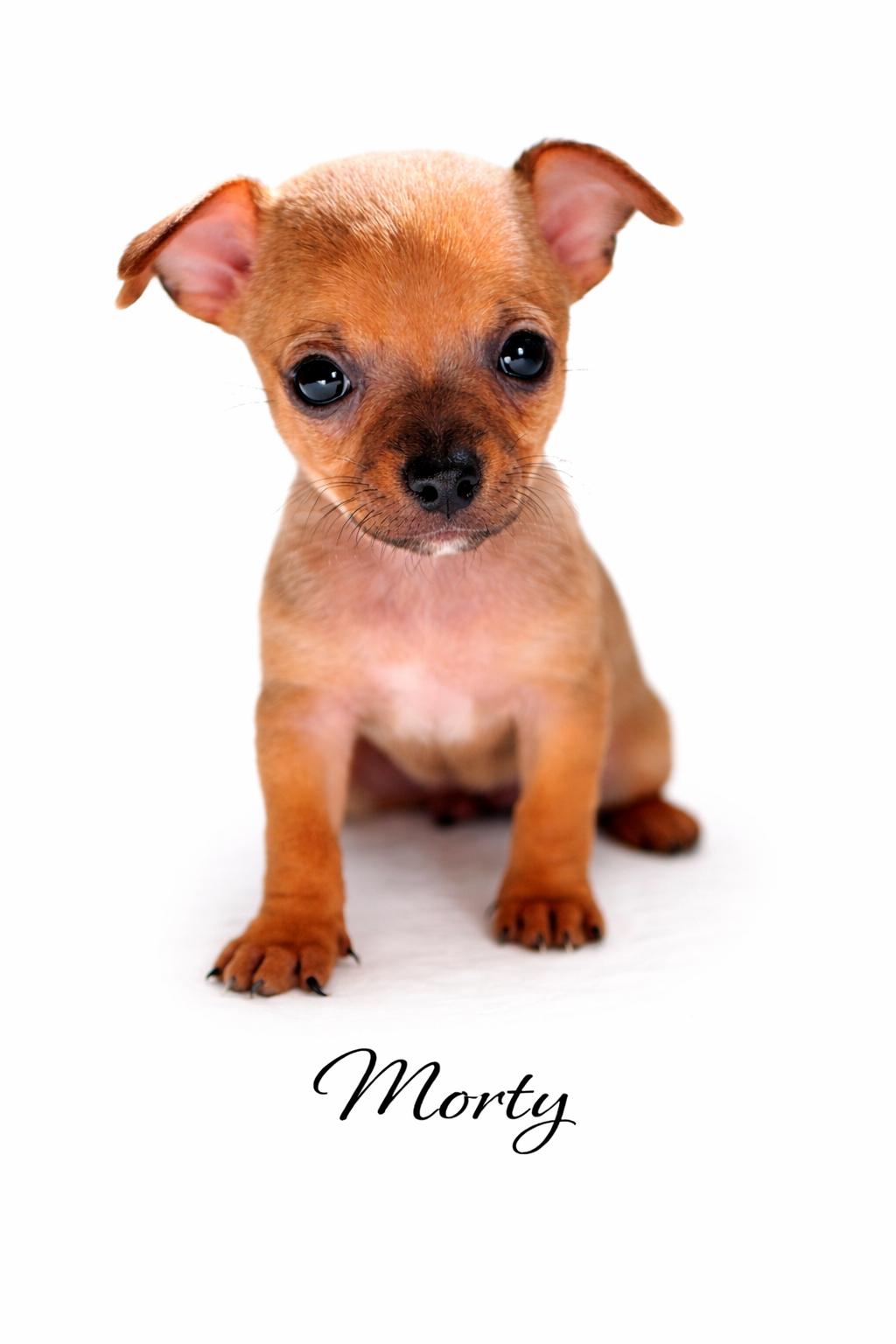 Morty , Adoptable, Puppy Male Mixed Breed.
