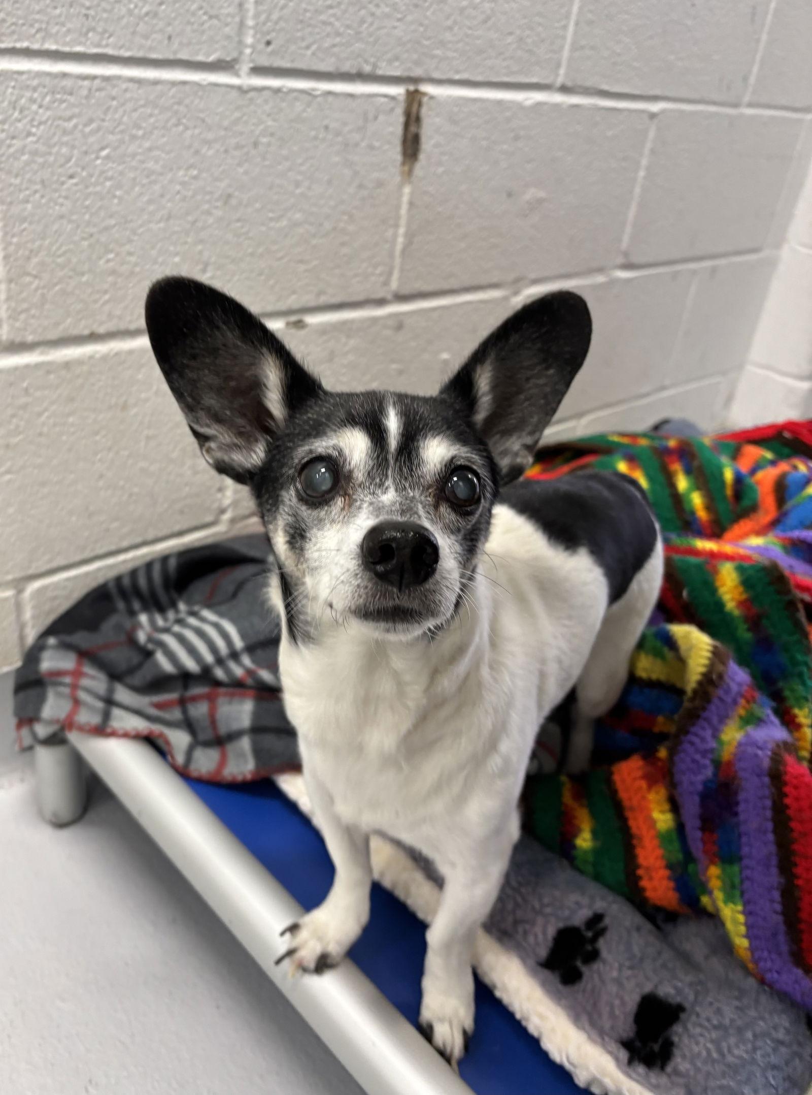 Enlarge Batman, a Adoptable Chihuahua in Richardson, TX image 1/1