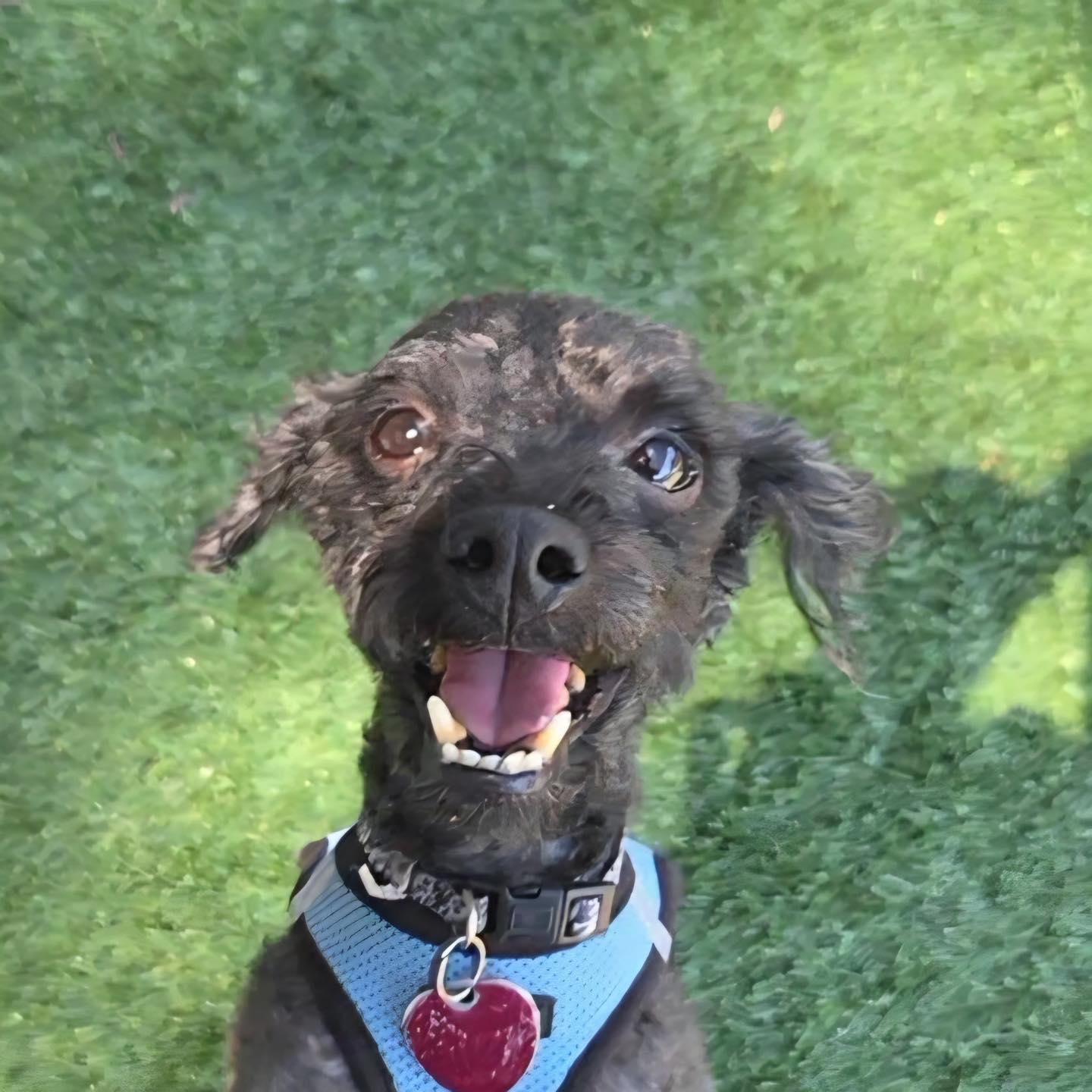 Puppy, ADOPTABLE, Adult Male Poodle.