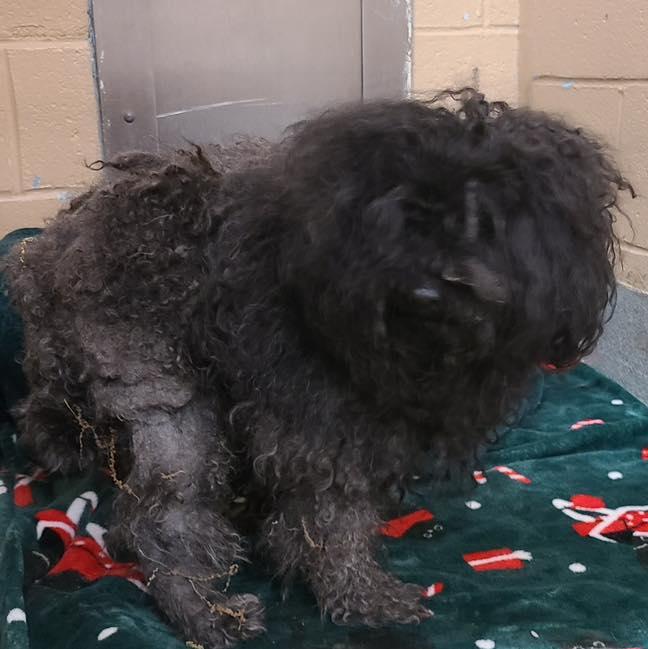 Enlarge Puppy, an adopted Poodle in Bloomfield, NJ image 6/6