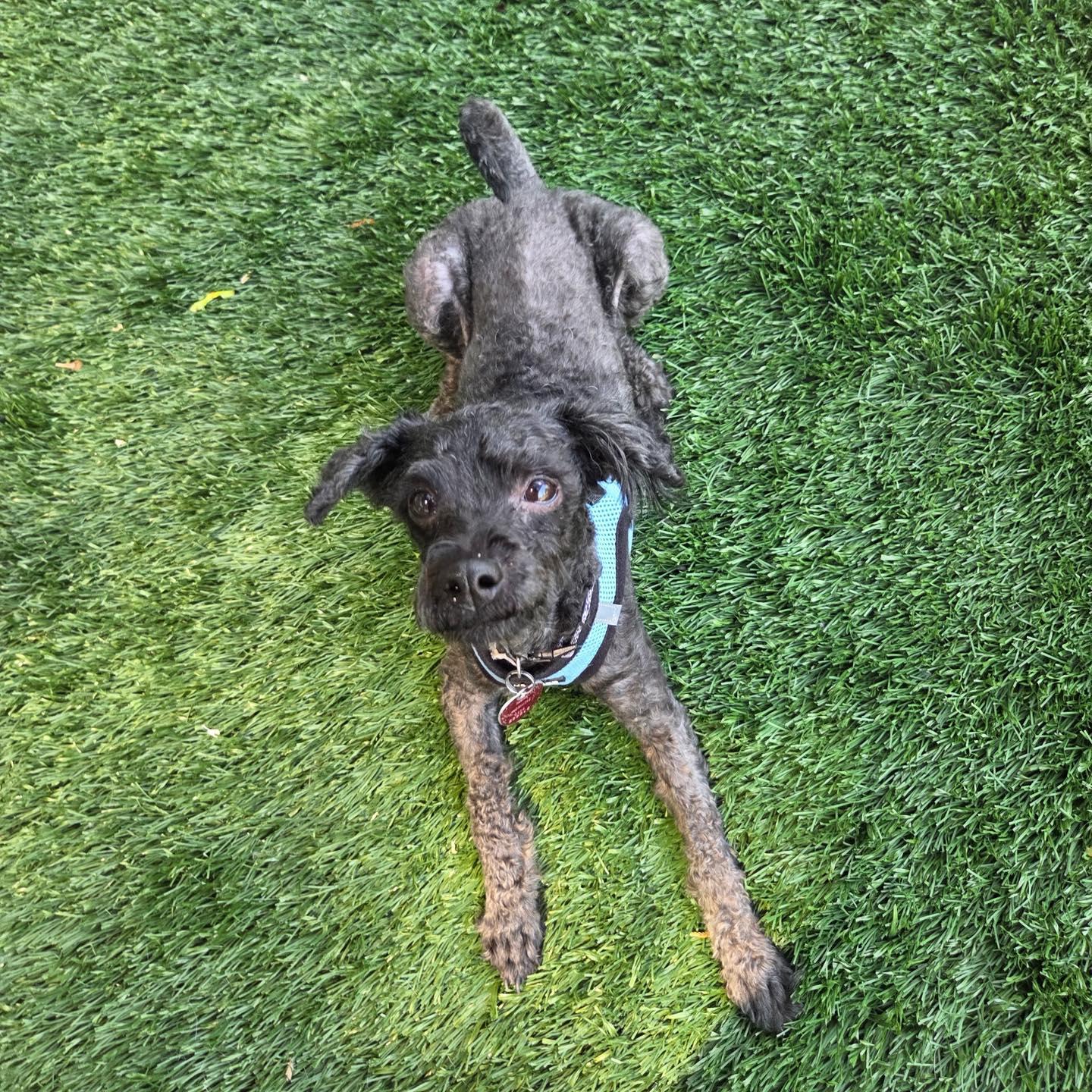 Enlarge Puppy, an adopted Poodle in Bloomfield, NJ image 4/6