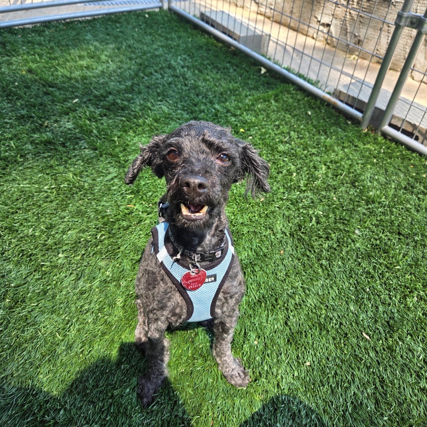 Enlarge Puppy, an adopted Poodle in Bloomfield, NJ image 3/6