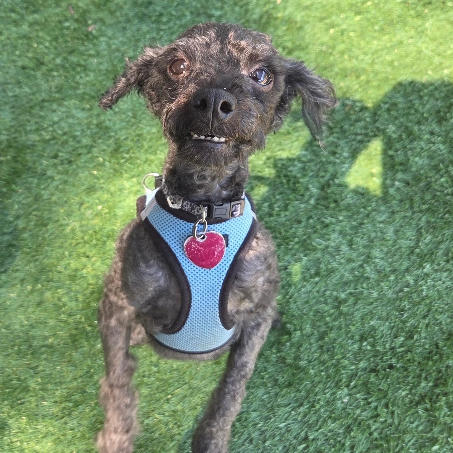Enlarge Puppy, an adopted Poodle in Bloomfield, NJ image 1/6