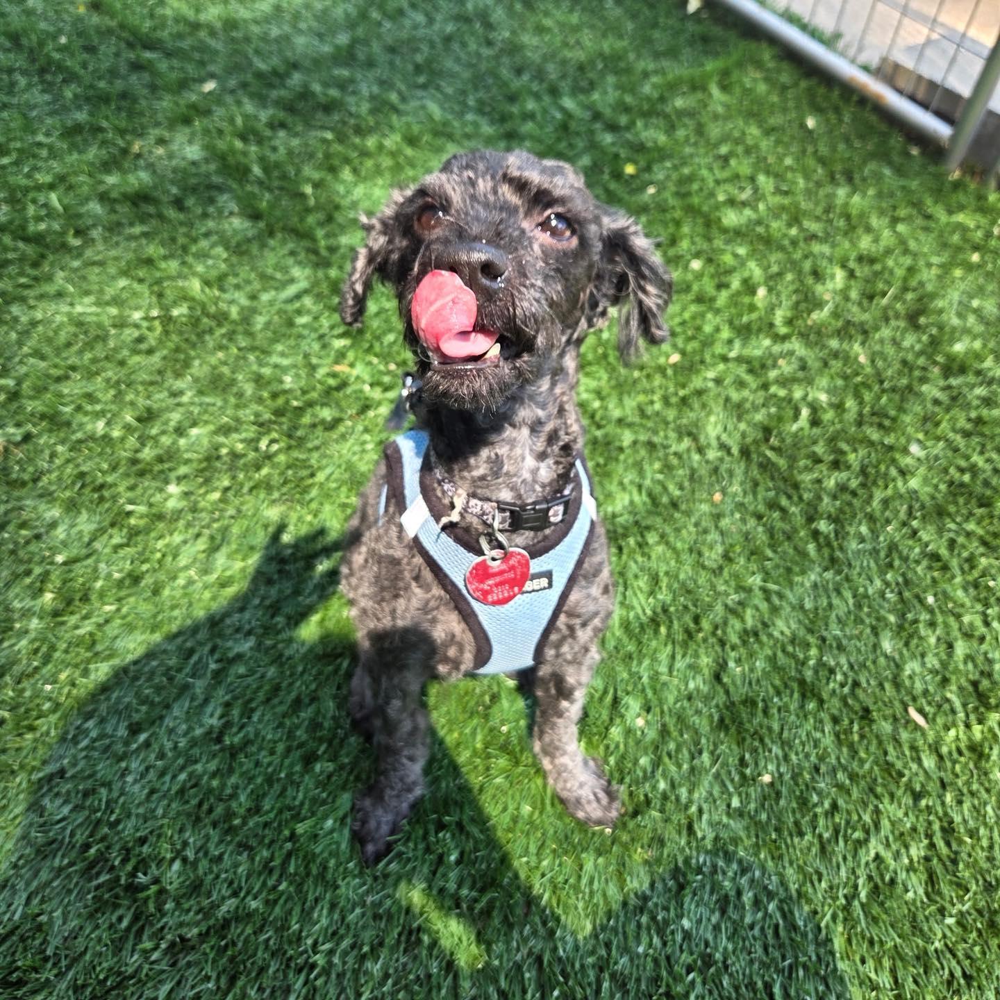 Enlarge Puppy, an adopted Poodle in Bloomfield, NJ image 5/6