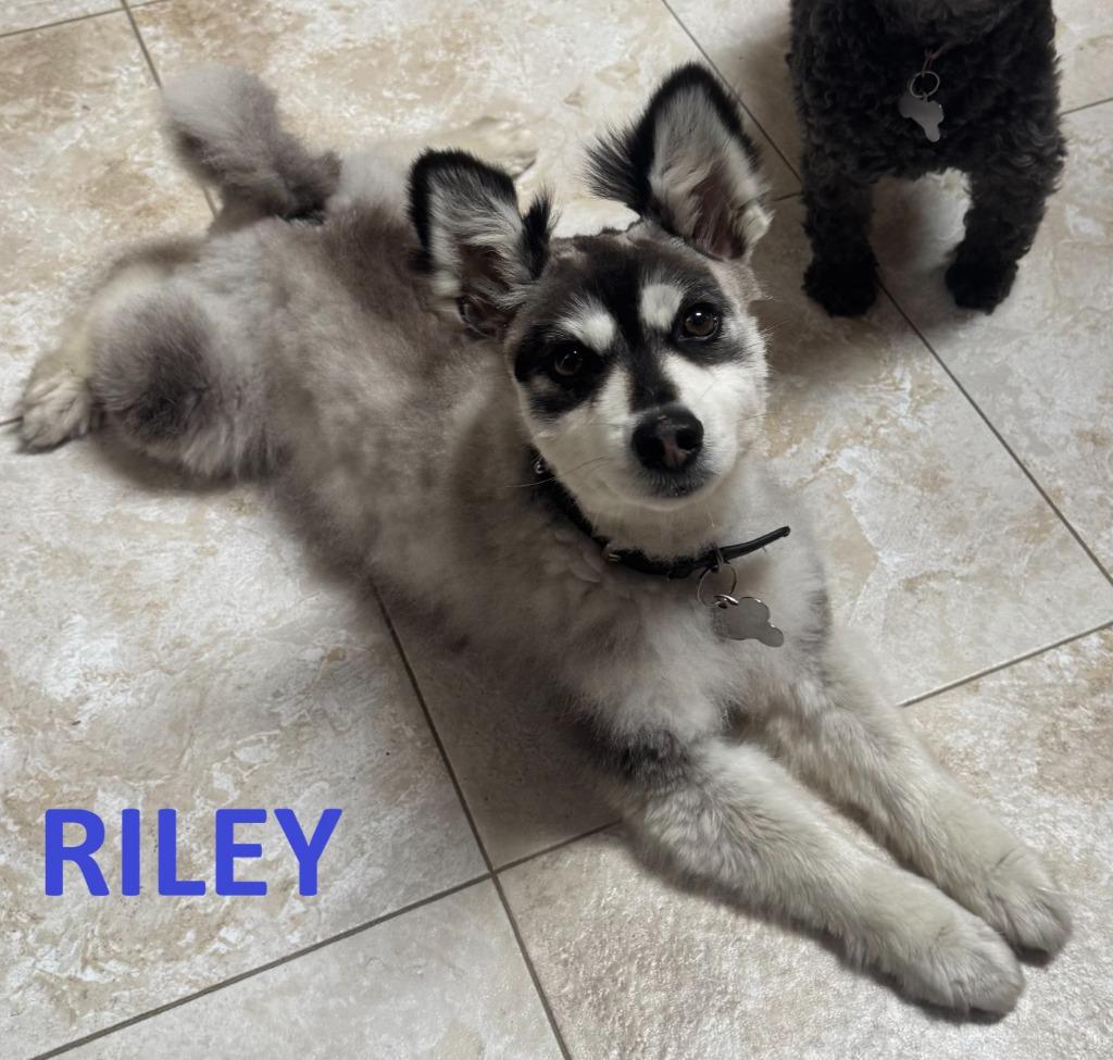 Enlarge Riley, a Adoptable mixed breed in Owatonna, MN image 1/2