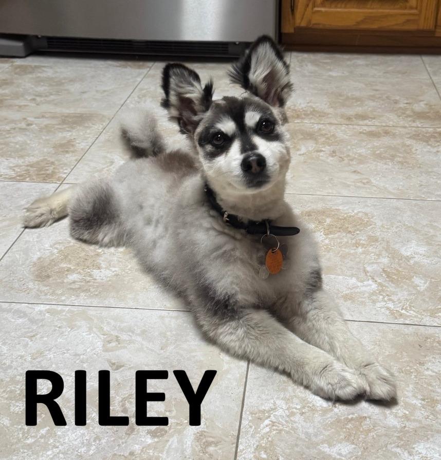 Enlarge Riley, a Adoptable mixed breed in Owatonna, MN image 2/2
