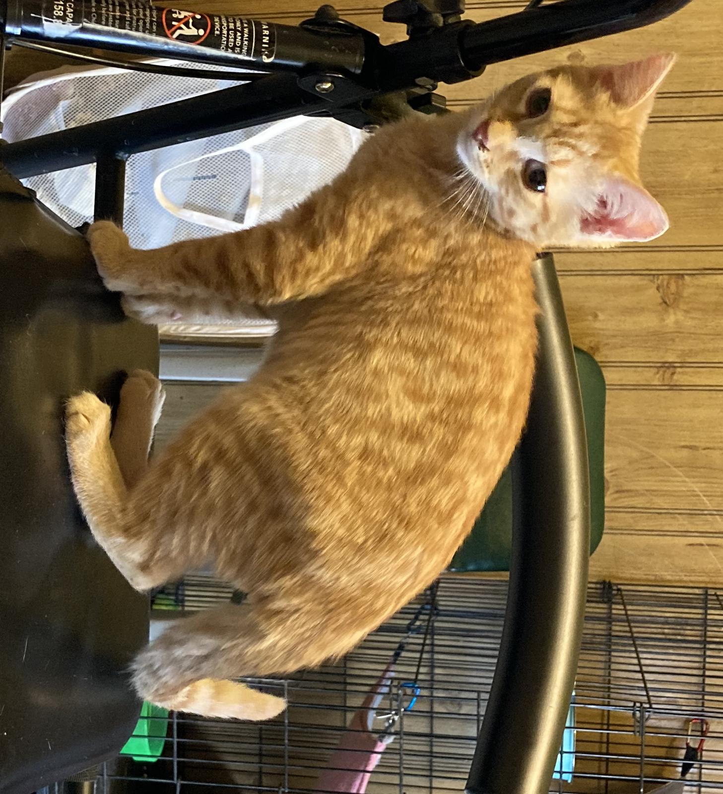 Enlarge Ash, a Adoptable Domestic Short Hair in Trexlertown, PA image 1/1