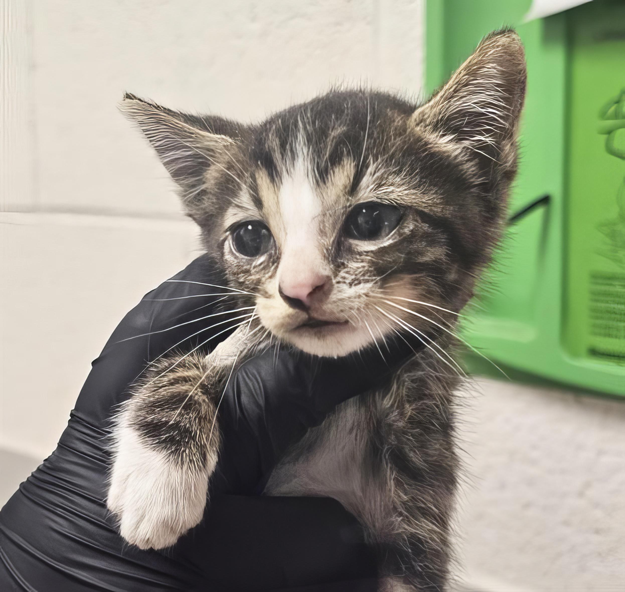 Enlarge Myles, an adopted Domestic Short Hair in Nashville, TN image 1/1