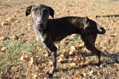 Bluey, a Adoptable mixed breed in Kansas City, MO image 1/3