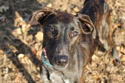 Bluey, a Adoptable mixed breed in Kansas City, MO image 3/3