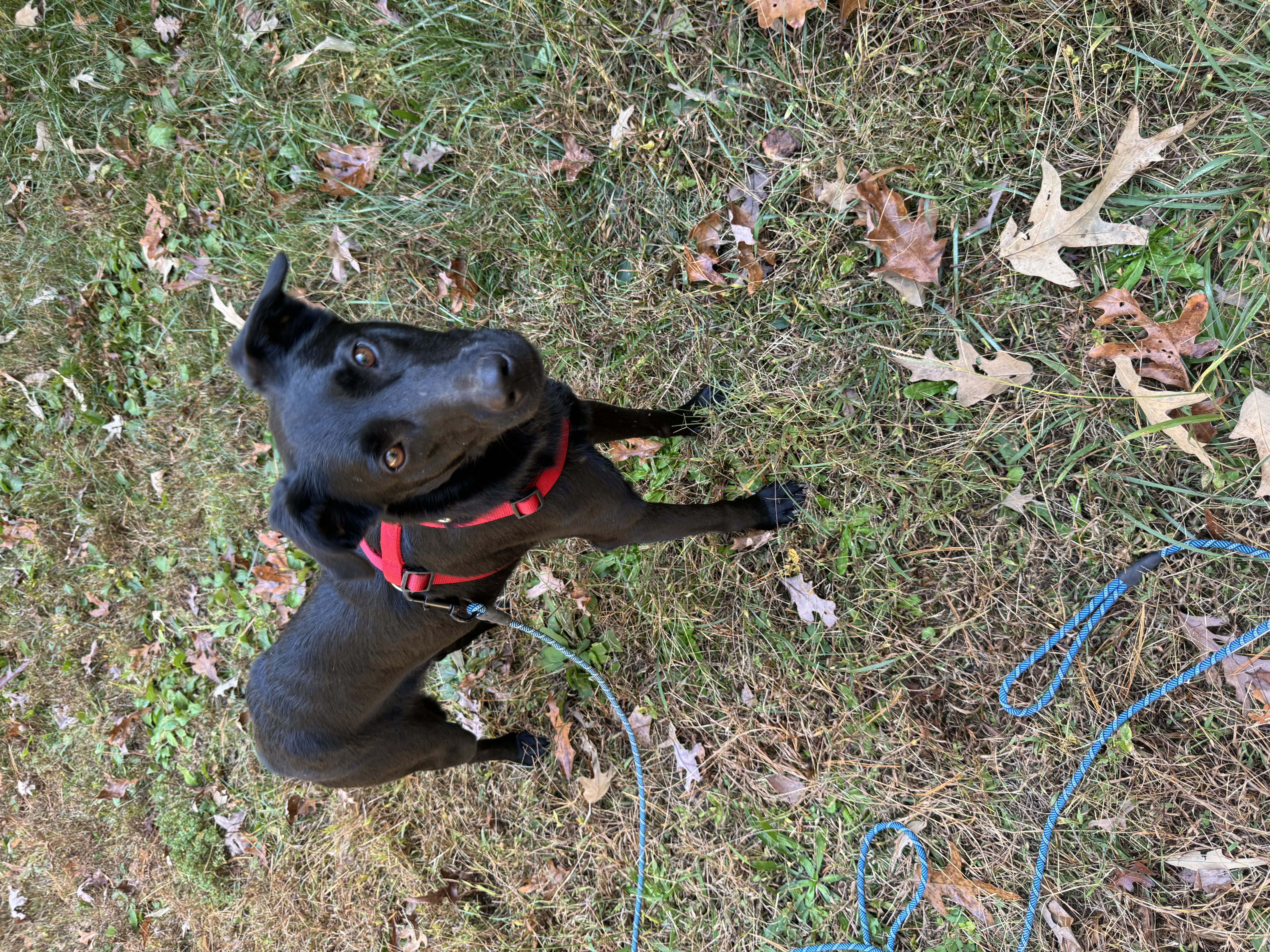 Jacob aka Jake, a Adoptable mixed breed in Blue Ridge, GA image 5/6