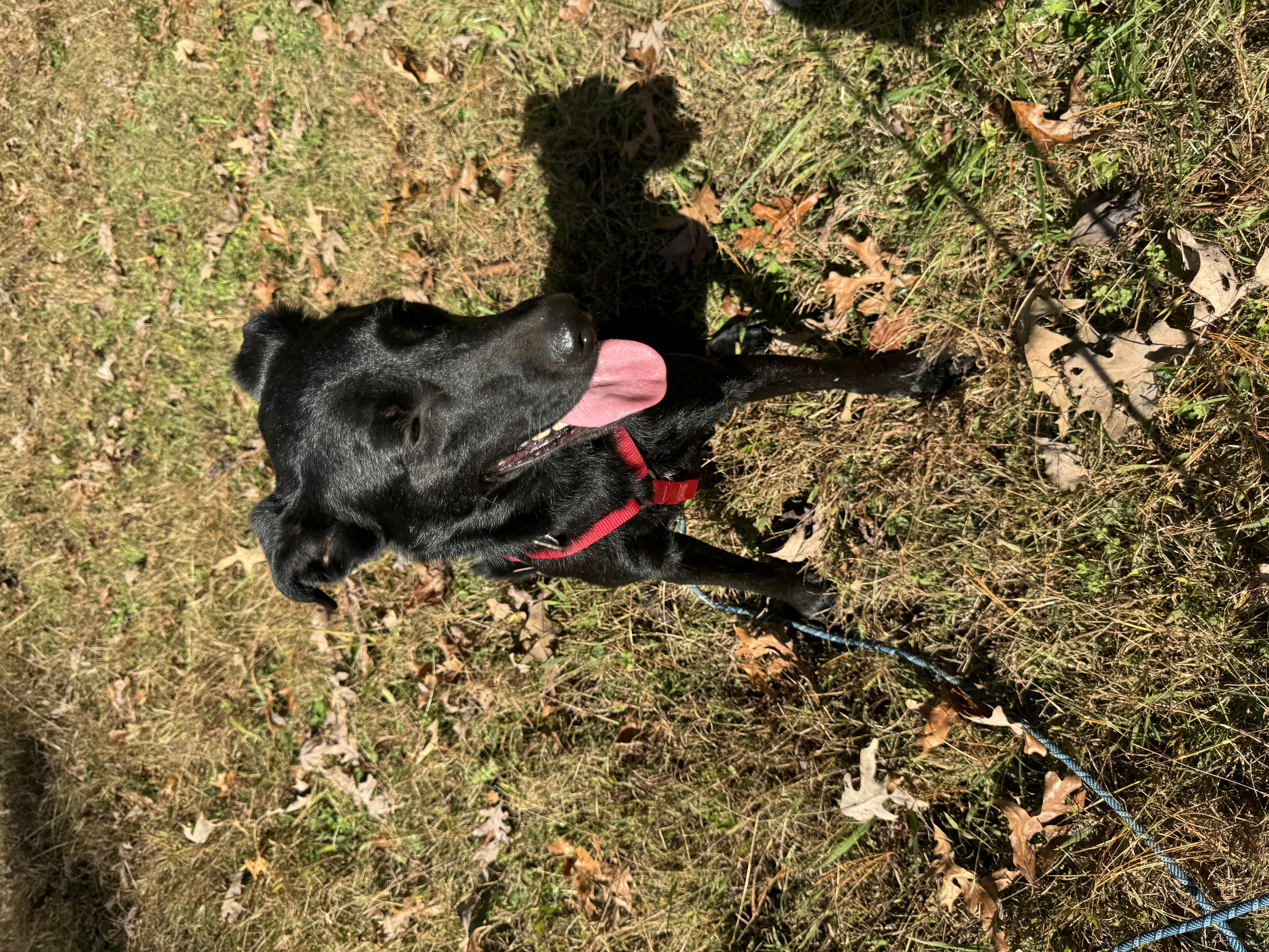 Jacob aka Jake, a Adoptable mixed breed in Blue Ridge, GA image 6/6
