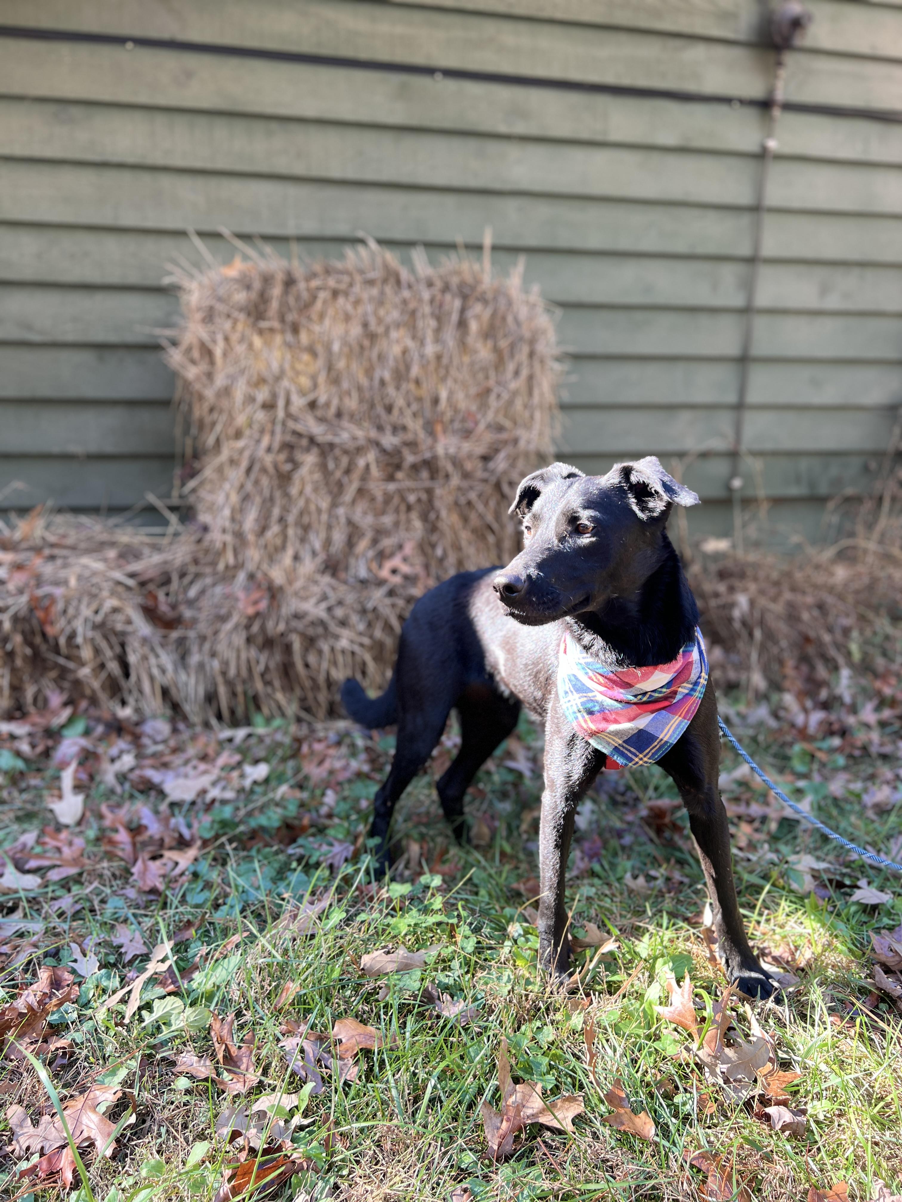 Jacob aka Jake, a Adoptable mixed breed in Blue Ridge, GA image 2/6