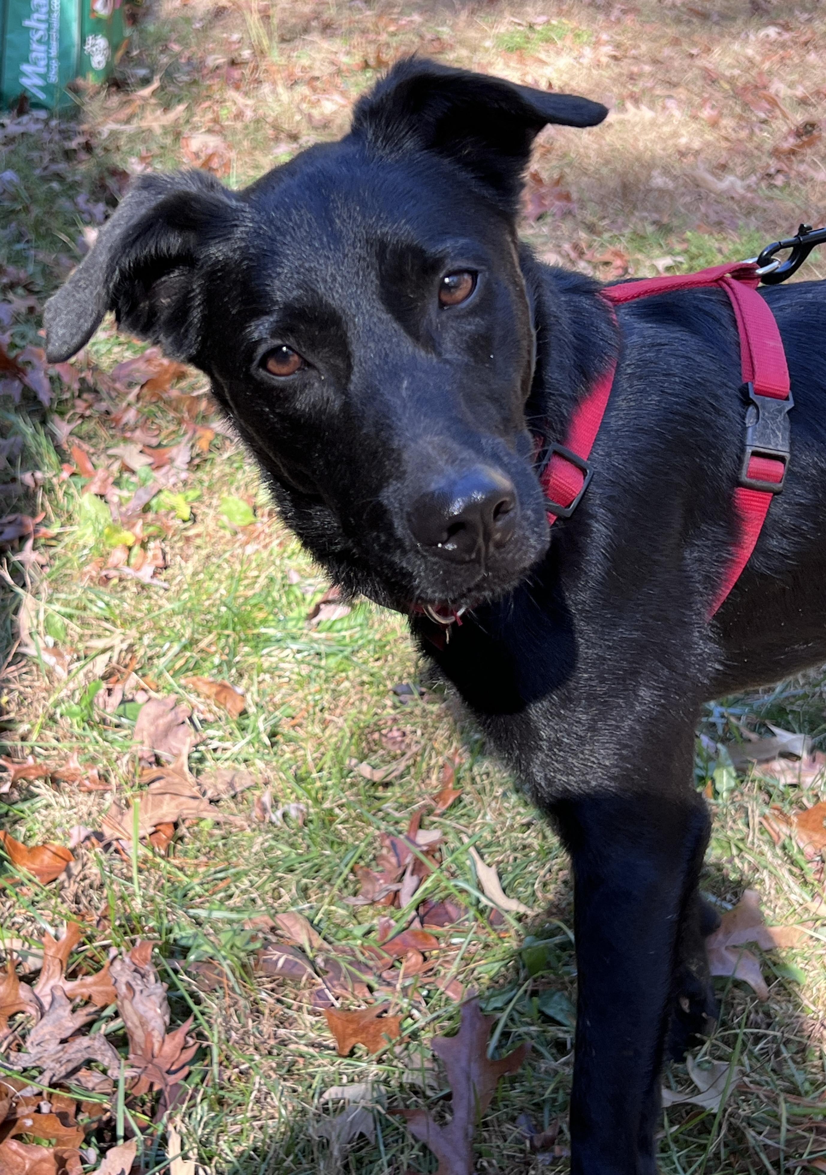 Jacob aka Jake, Adoptable, Adult Male Patterdale Terrier / Fell Terrier & Belgian Shepherd / Malinois.
