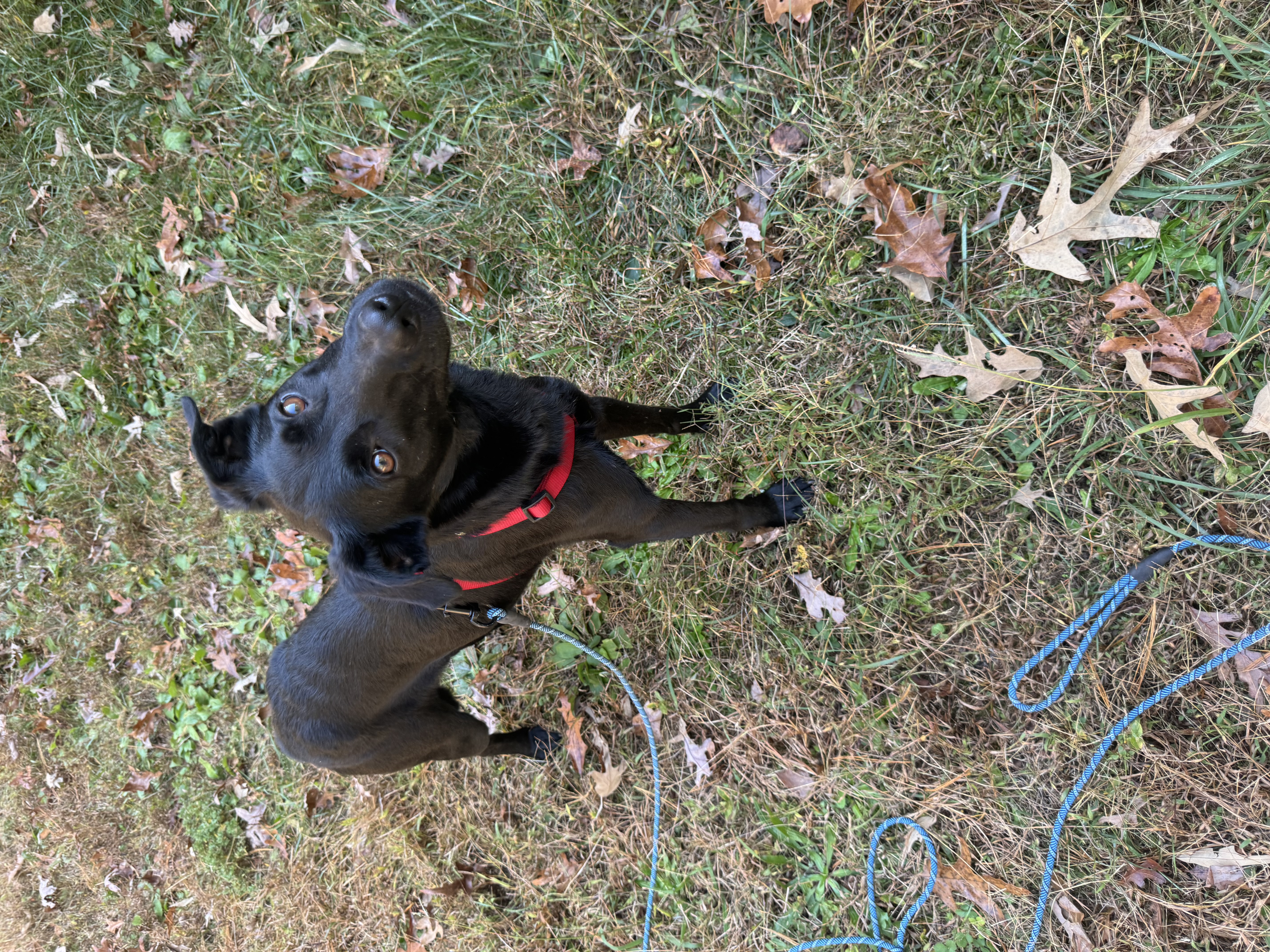 Jacob aka Jake, a Adoptable mixed breed in Blue Ridge, GA image 3/6