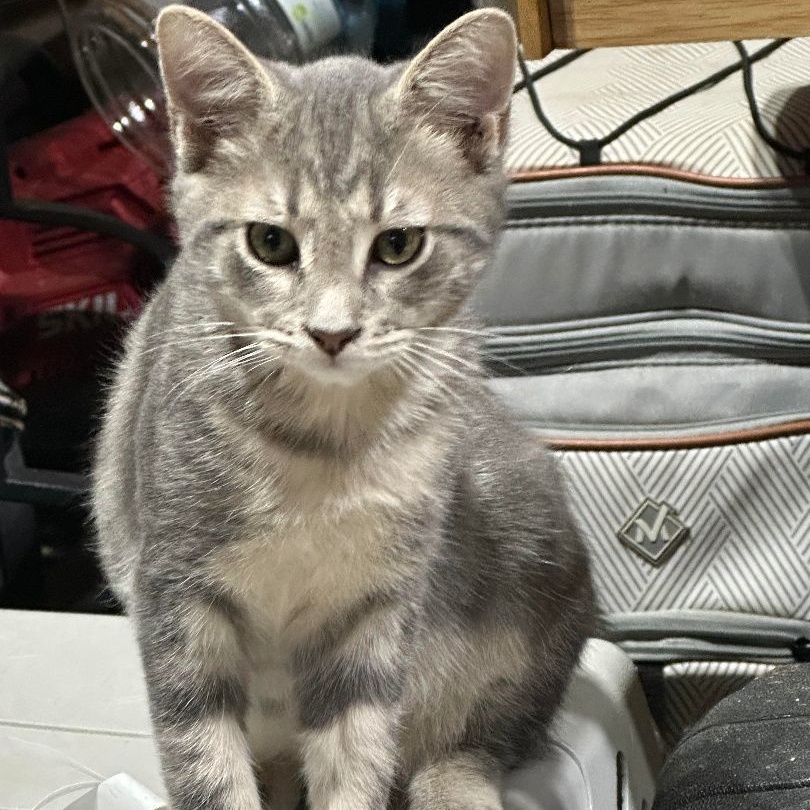 Mike, Adoptable, Young Male Domestic Short Hair & Tabby.