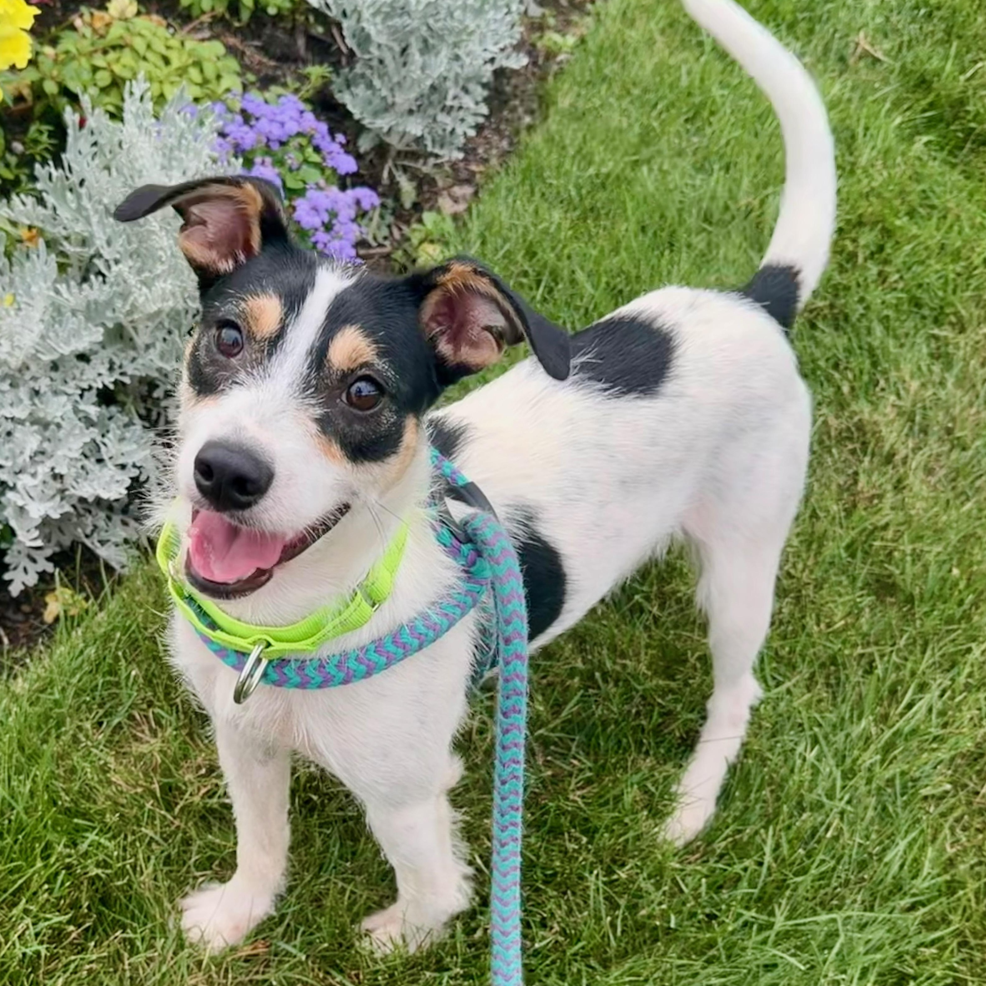 WEBSTER, adopted, Young Male Jack Russell Terrier.