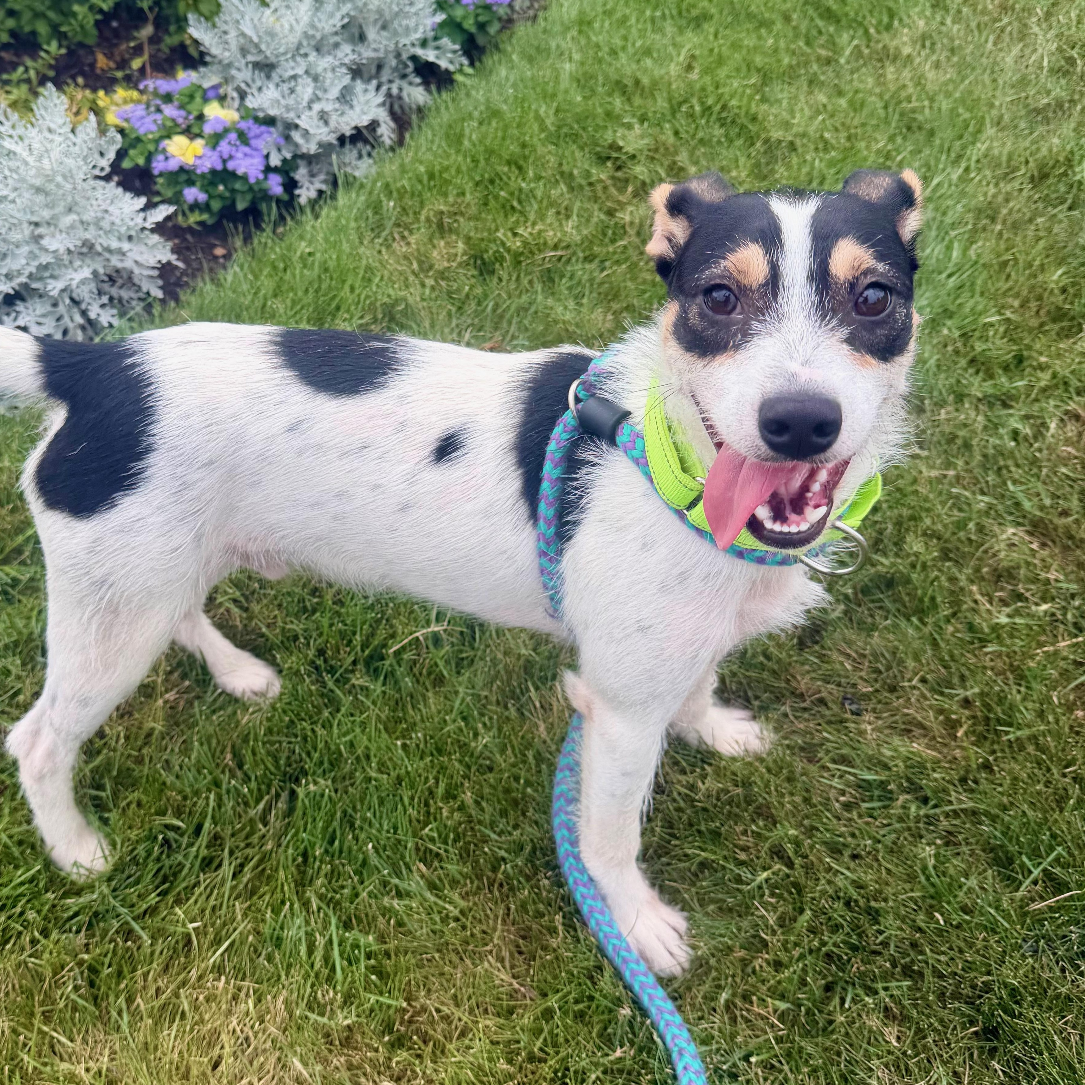 WEBSTER, an adopted mixed breed in Cranston, RI image 2/3