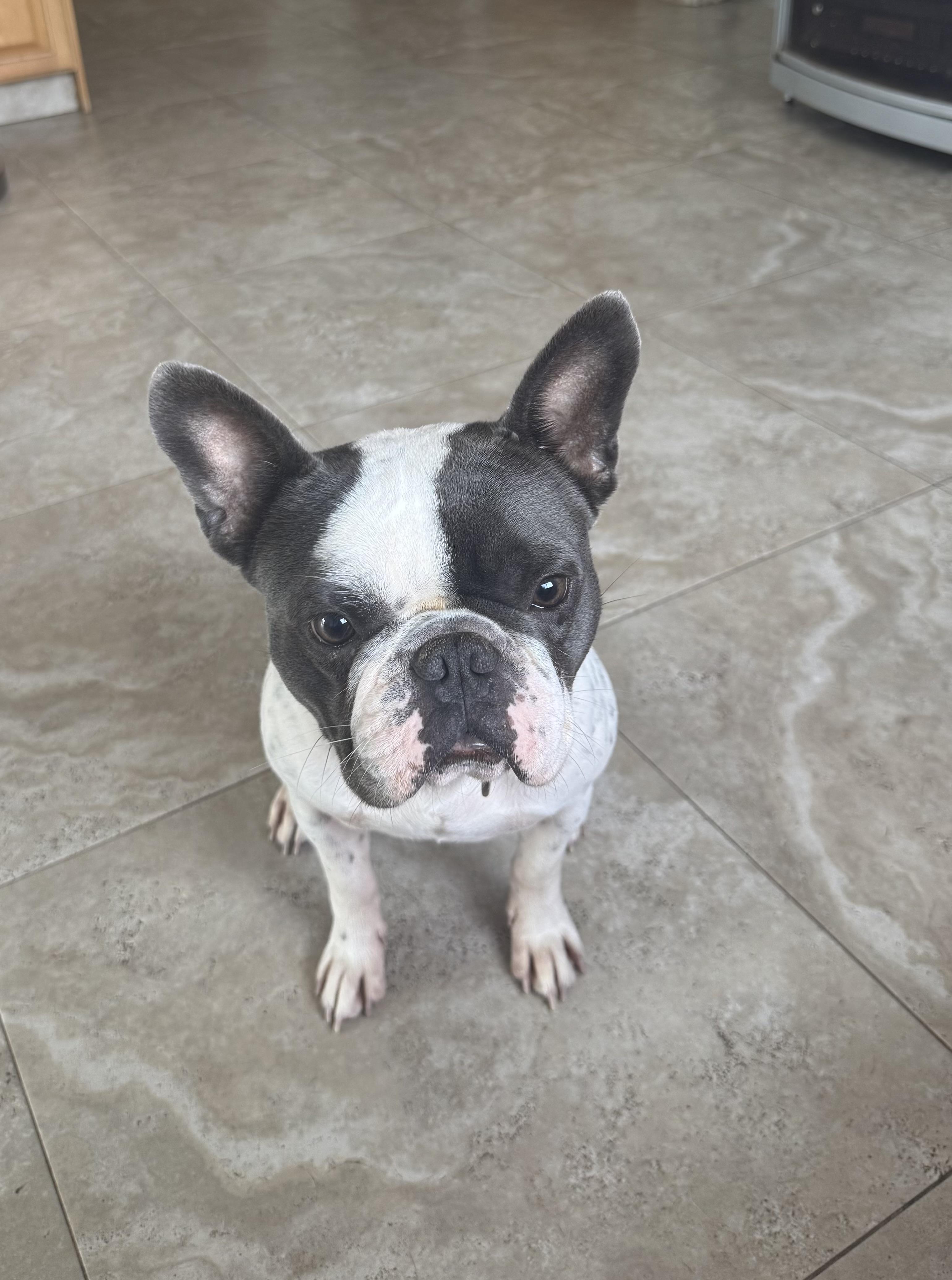 Beau, a ADOPTABLE French Bulldog in Lake Worth, FL image 6/6