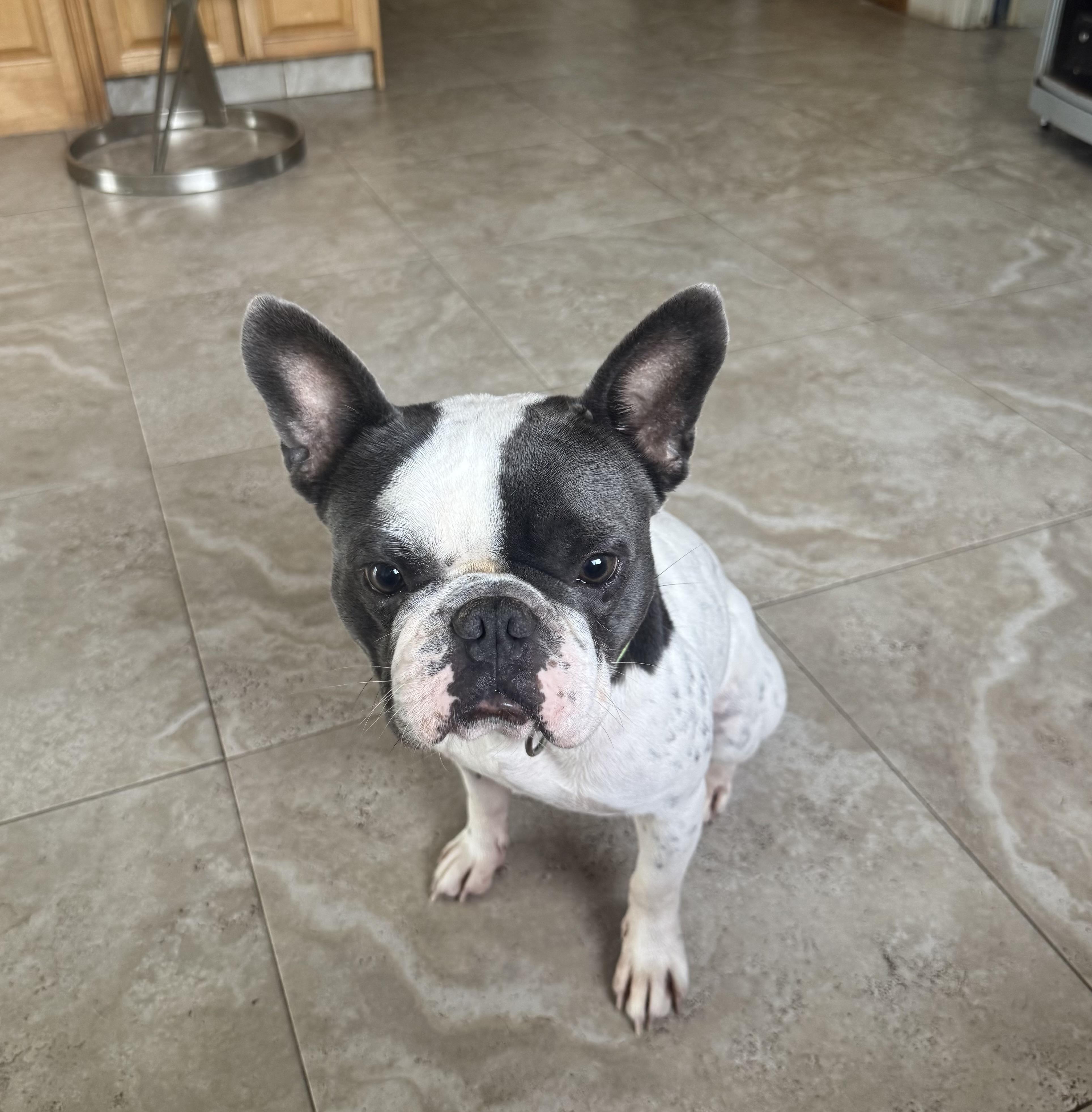 Beau, a ADOPTABLE French Bulldog in Lake Worth, FL image 3/6
