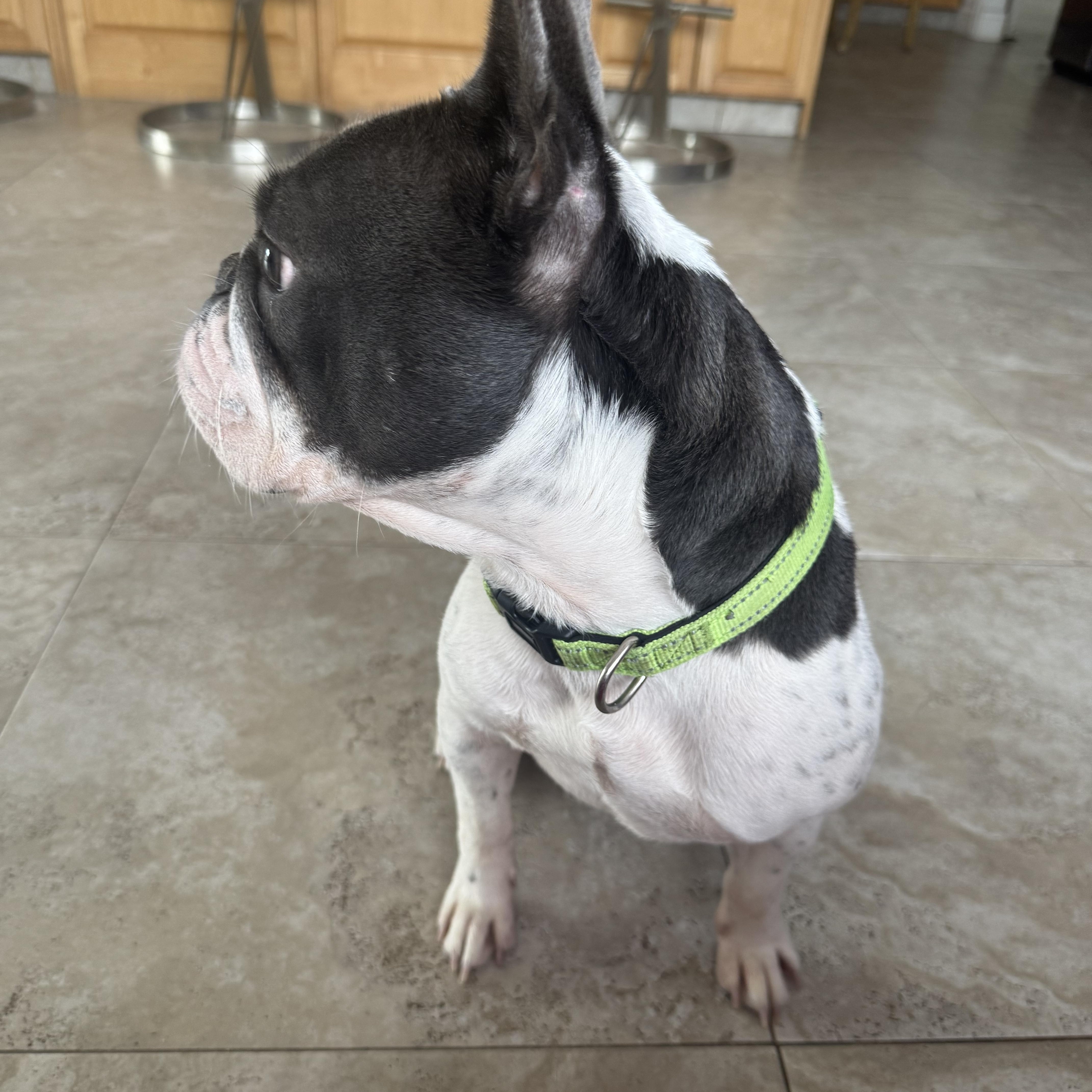 Beau, a ADOPTABLE French Bulldog in Lake Worth, FL image 5/6