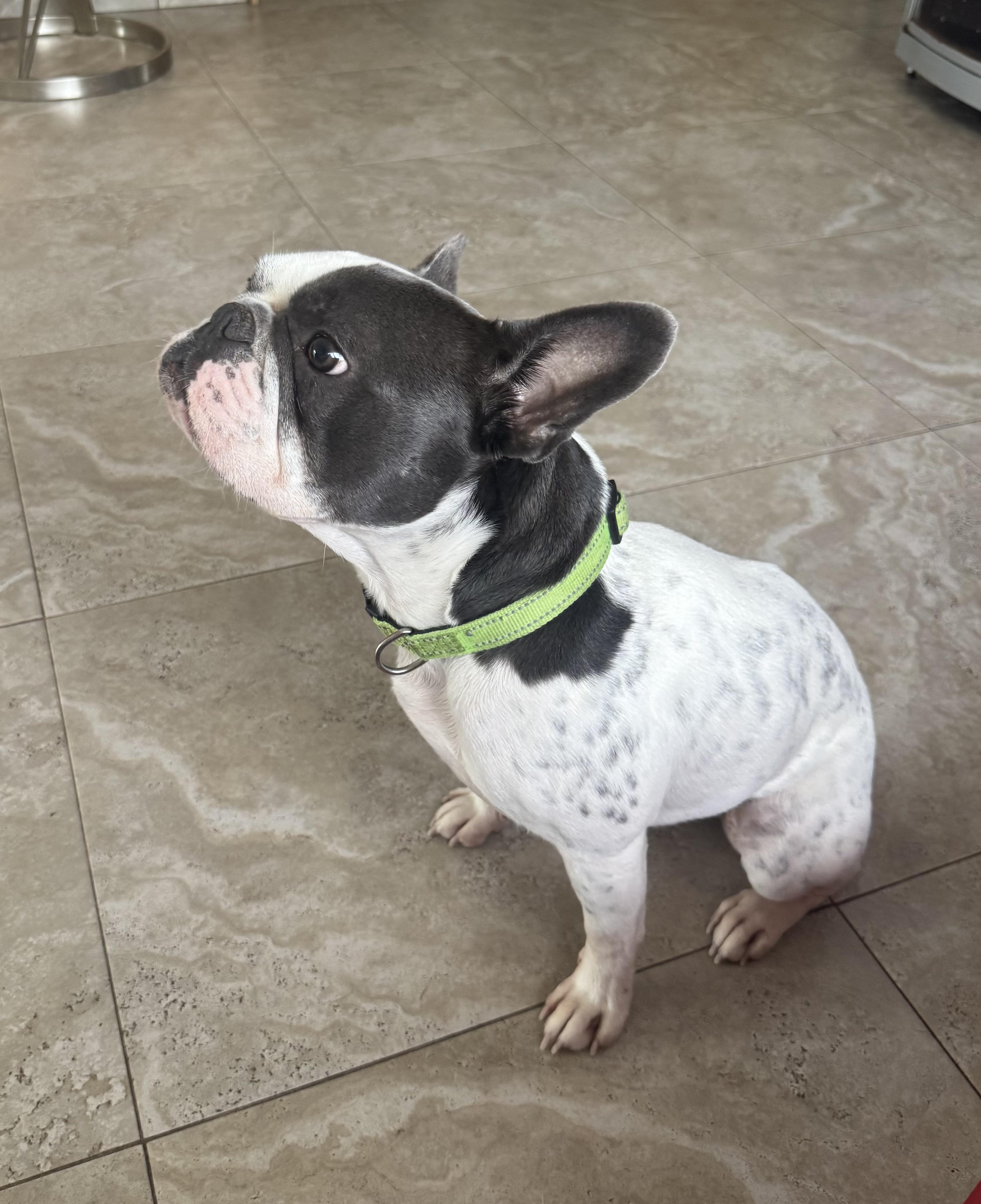 Beau, a ADOPTABLE French Bulldog in Lake Worth, FL image 2/6