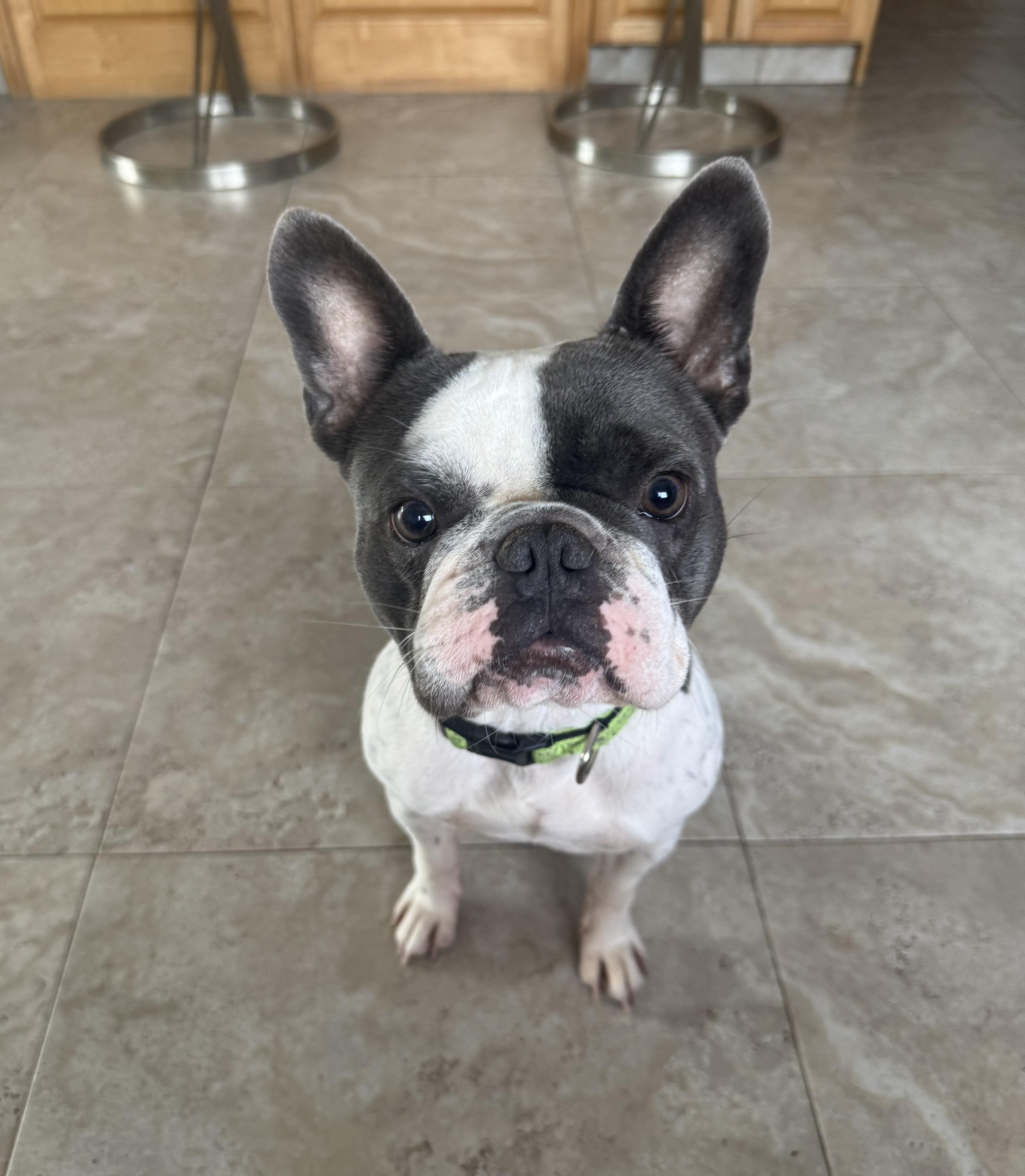 Beau, ADOPTABLE, Young Male French Bulldog.