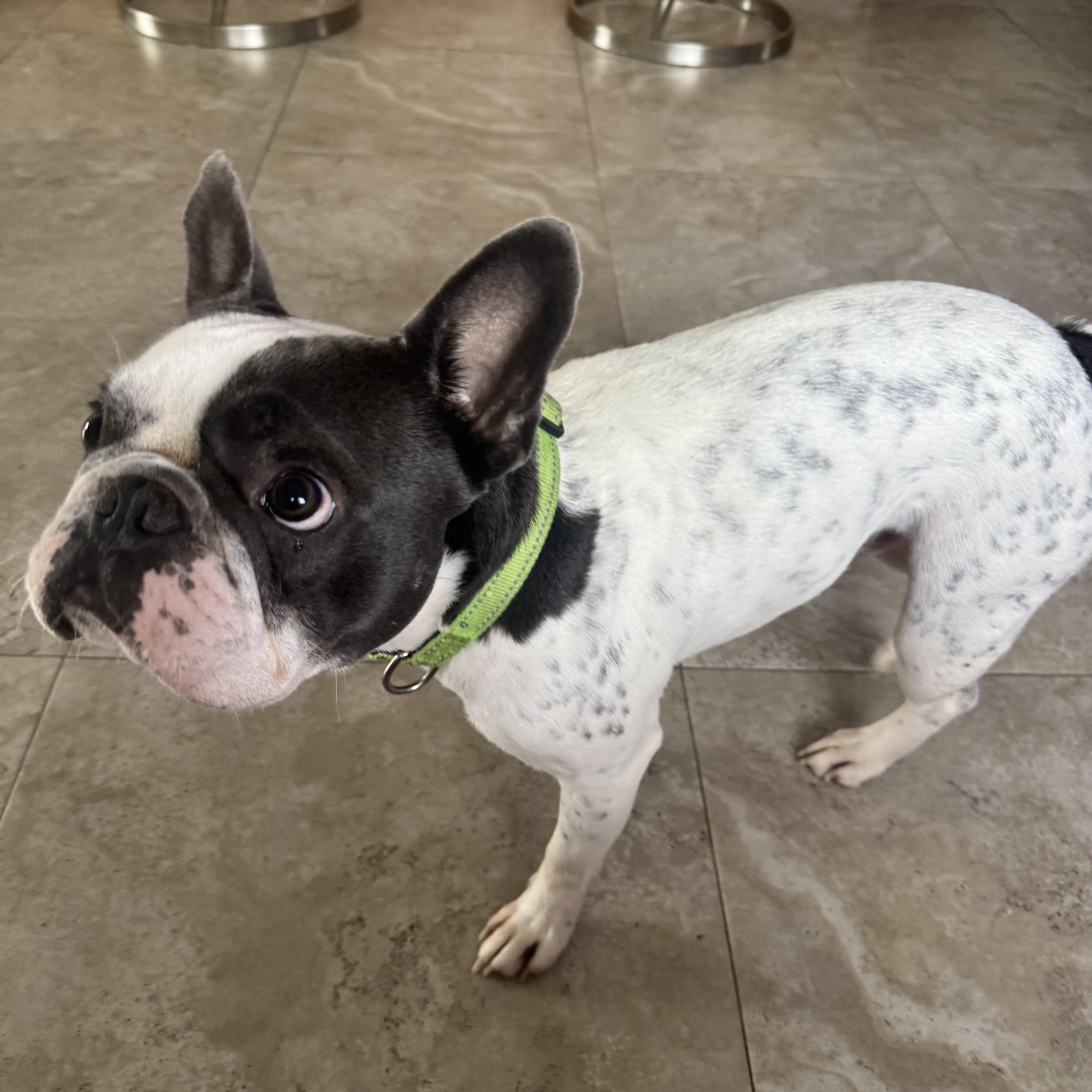 Beau, a ADOPTABLE French Bulldog in Lake Worth, FL image 4/6