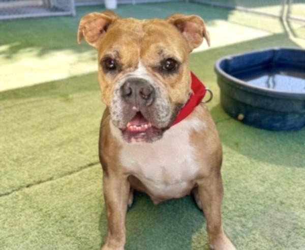 ANGEL, Adoptable, Adult Female American Bulldog & Mixed Breed.