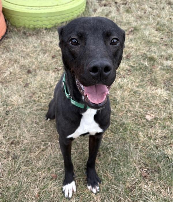 Enlarge Cookie, a Adoptable mixed breed in Sioux City, IA image 1/6