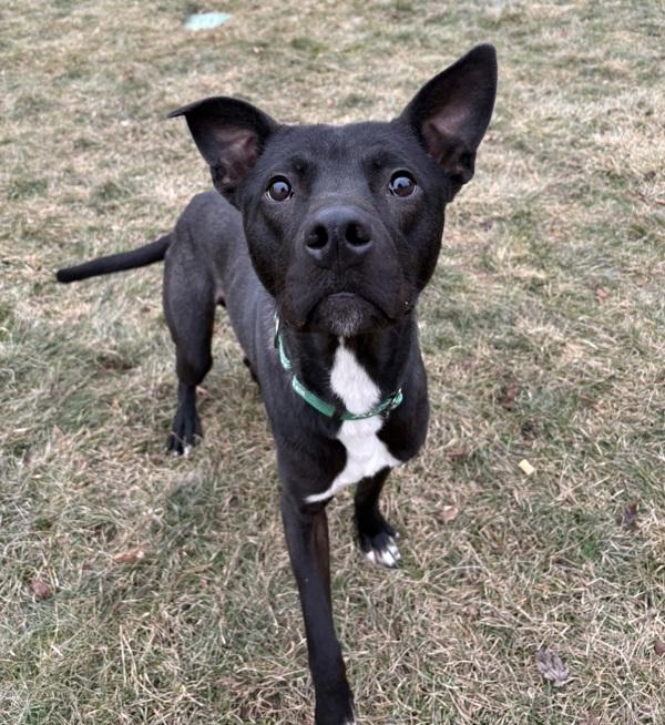 Enlarge Cookie, a Adoptable mixed breed in Sioux City, IA image 3/6