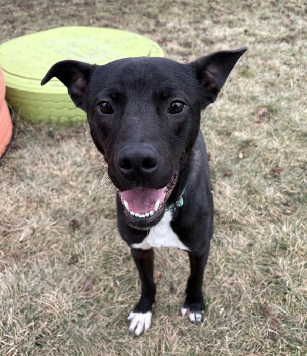 Enlarge Cookie, a Adoptable mixed breed in Sioux City, IA image 4/6